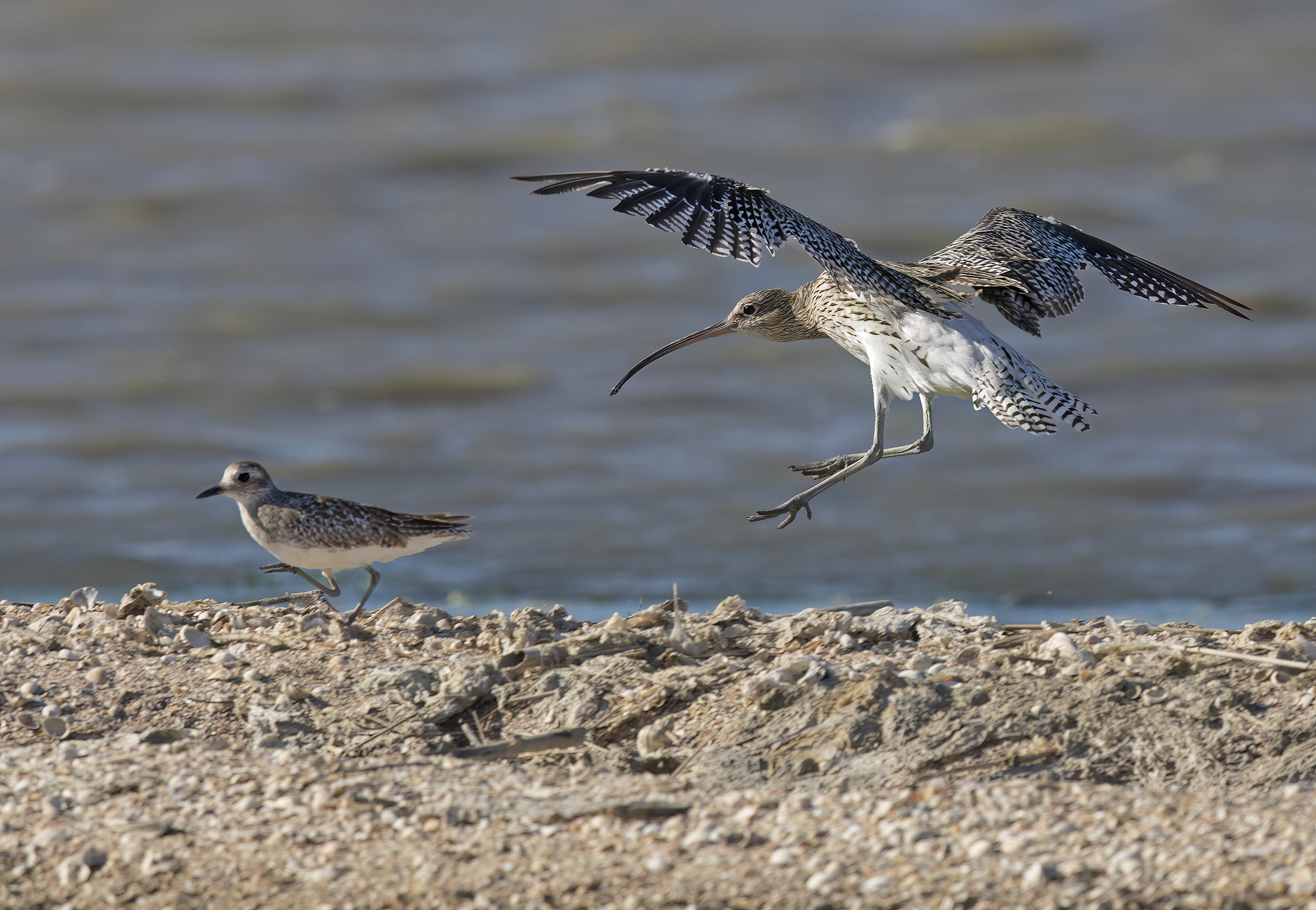 Curlew Great vs Ploverfish...