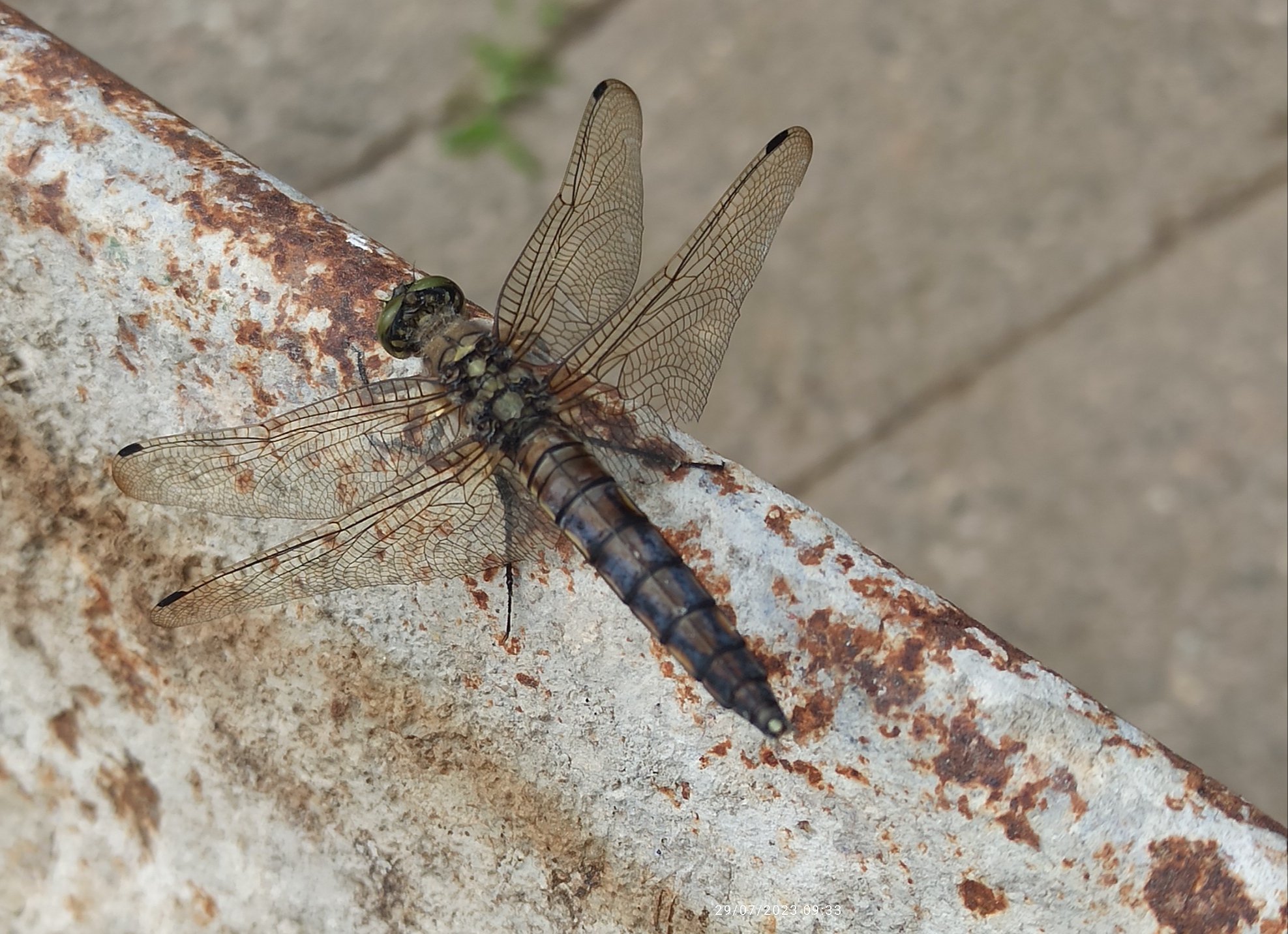 Dragonfly ...