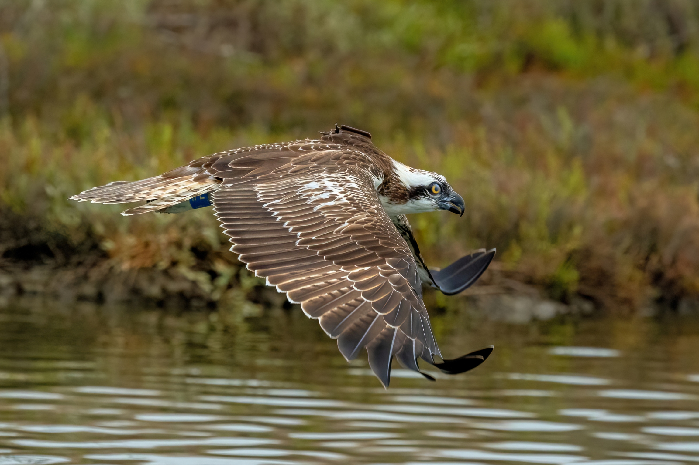 Osprey (Pandion haliaetus)...