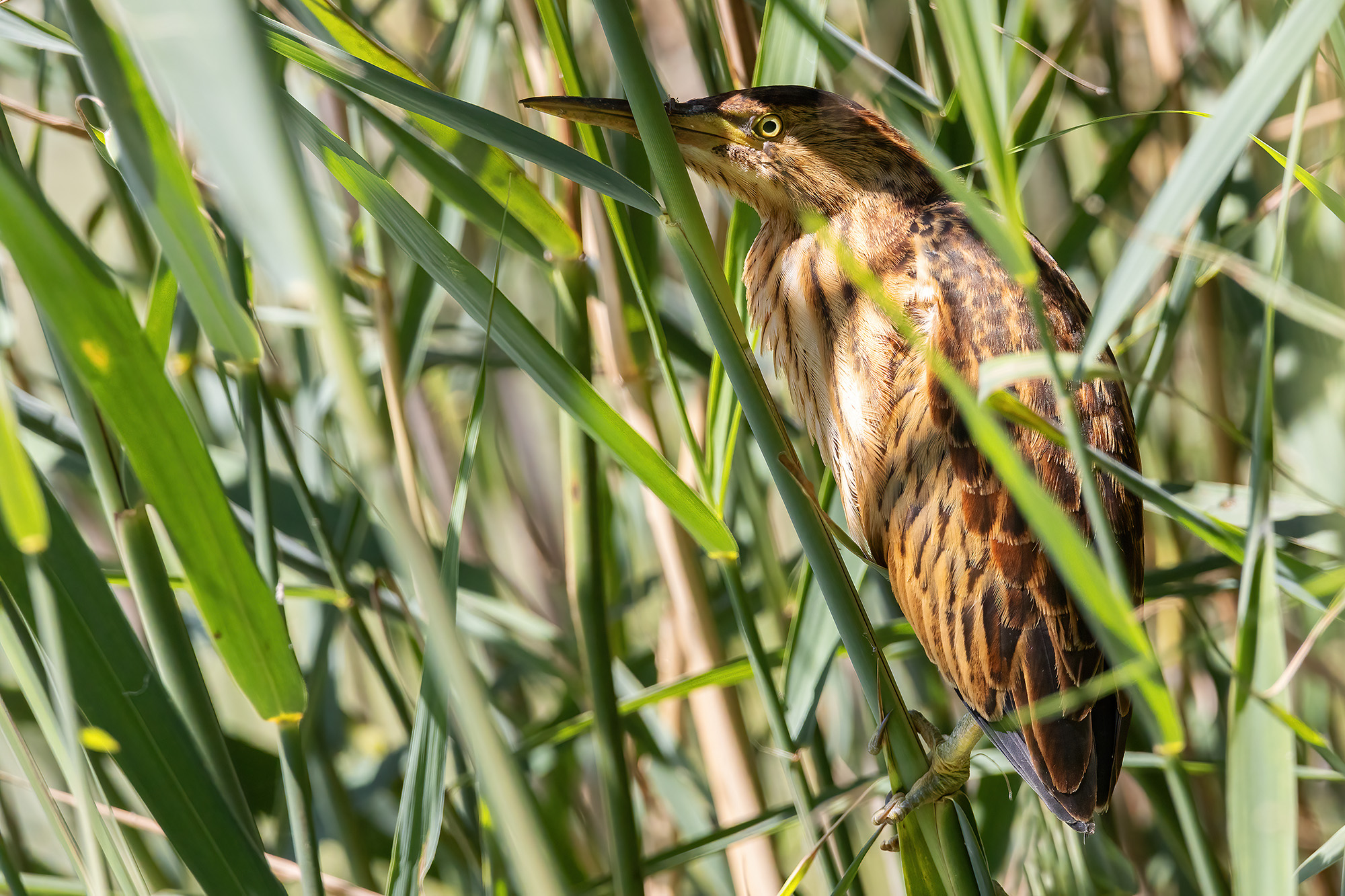 Young bittern...