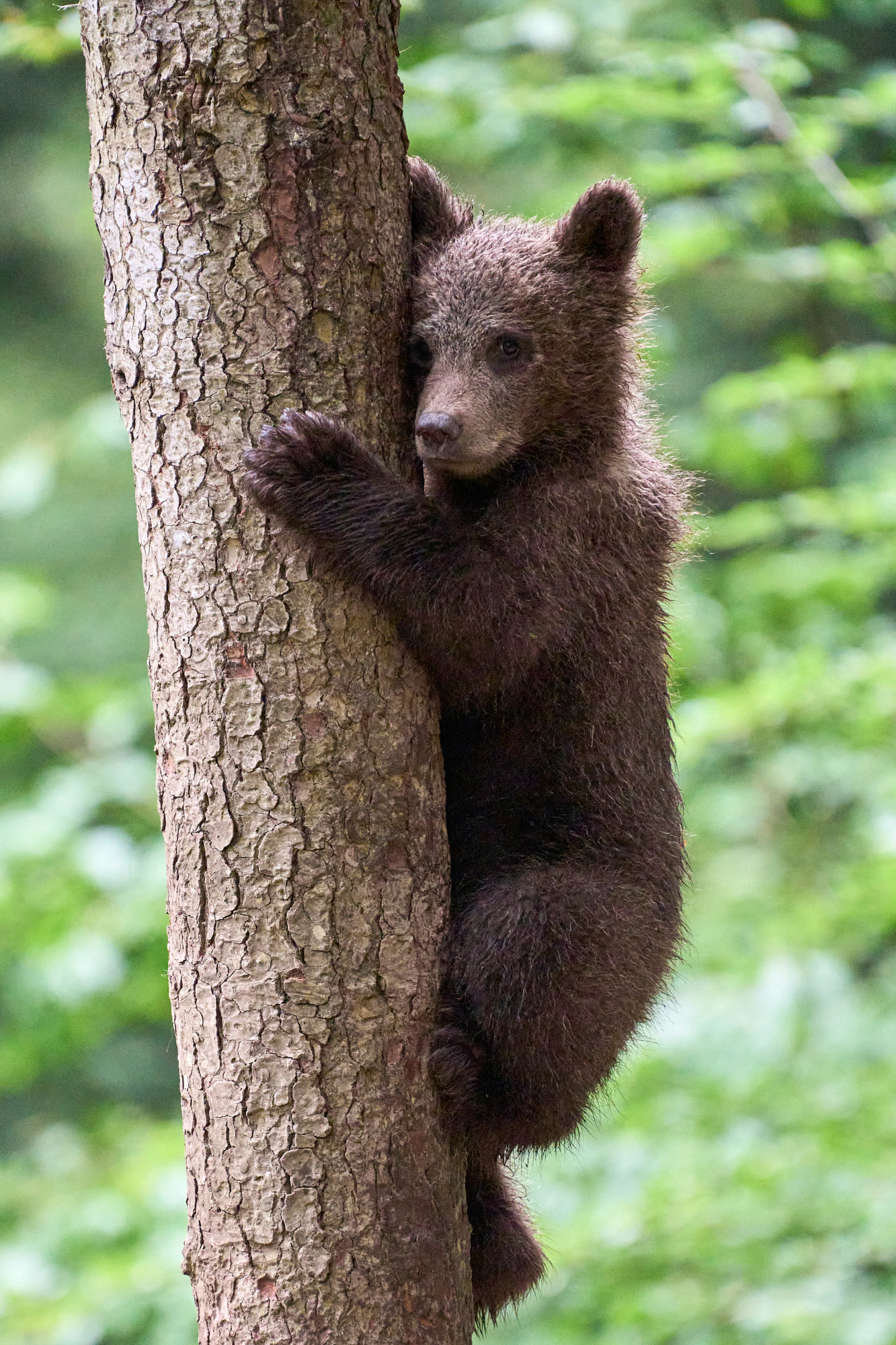Little brown bear...