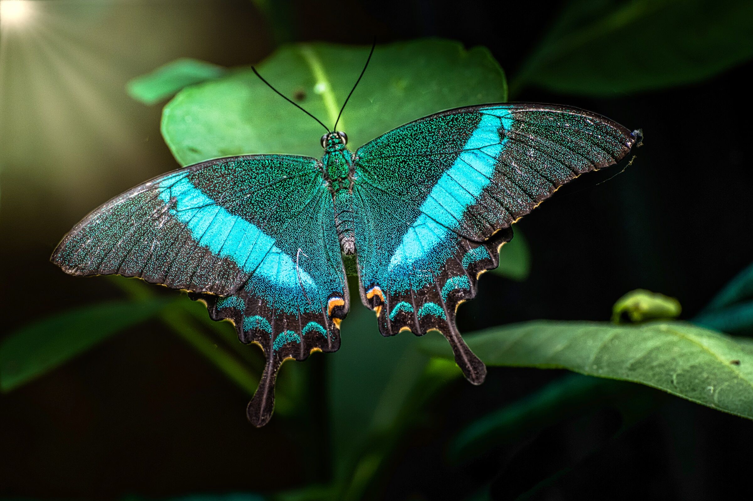 Papilio Palinurus...