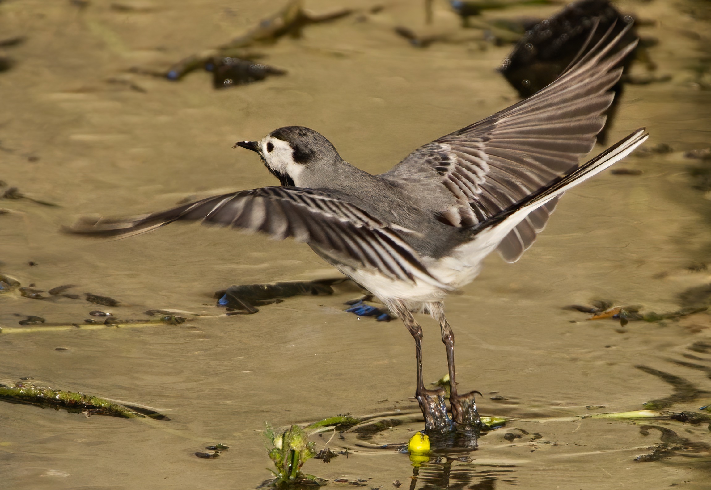 The detachment of the white wagtail...