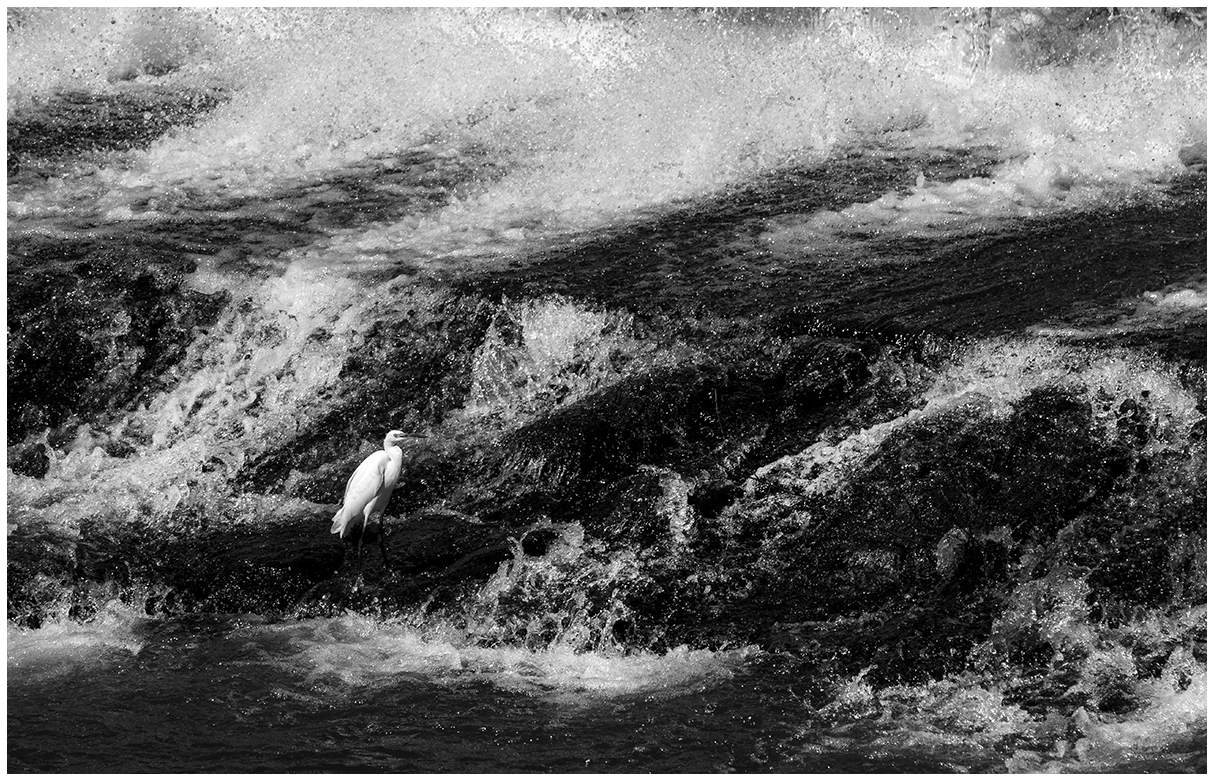 Egret in the rapids....