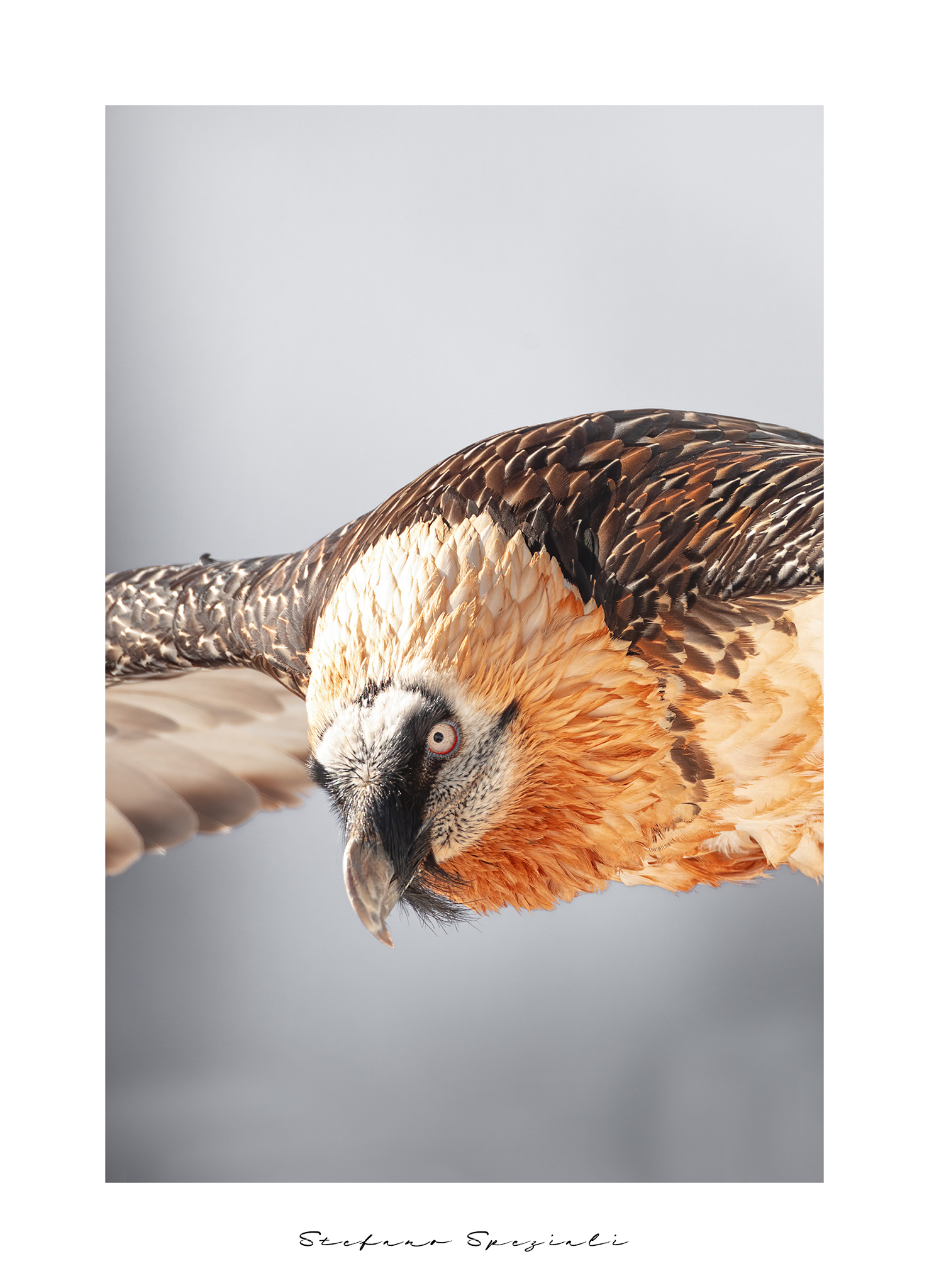 Bearded vulture - Gypaetus barbatus...