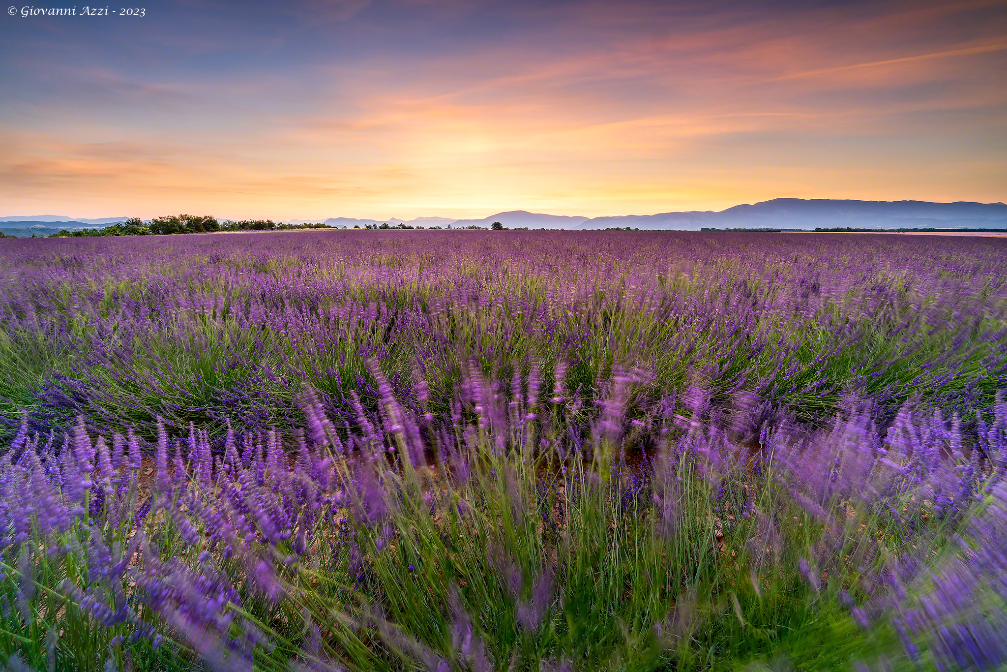 Lavender moved at dawn...