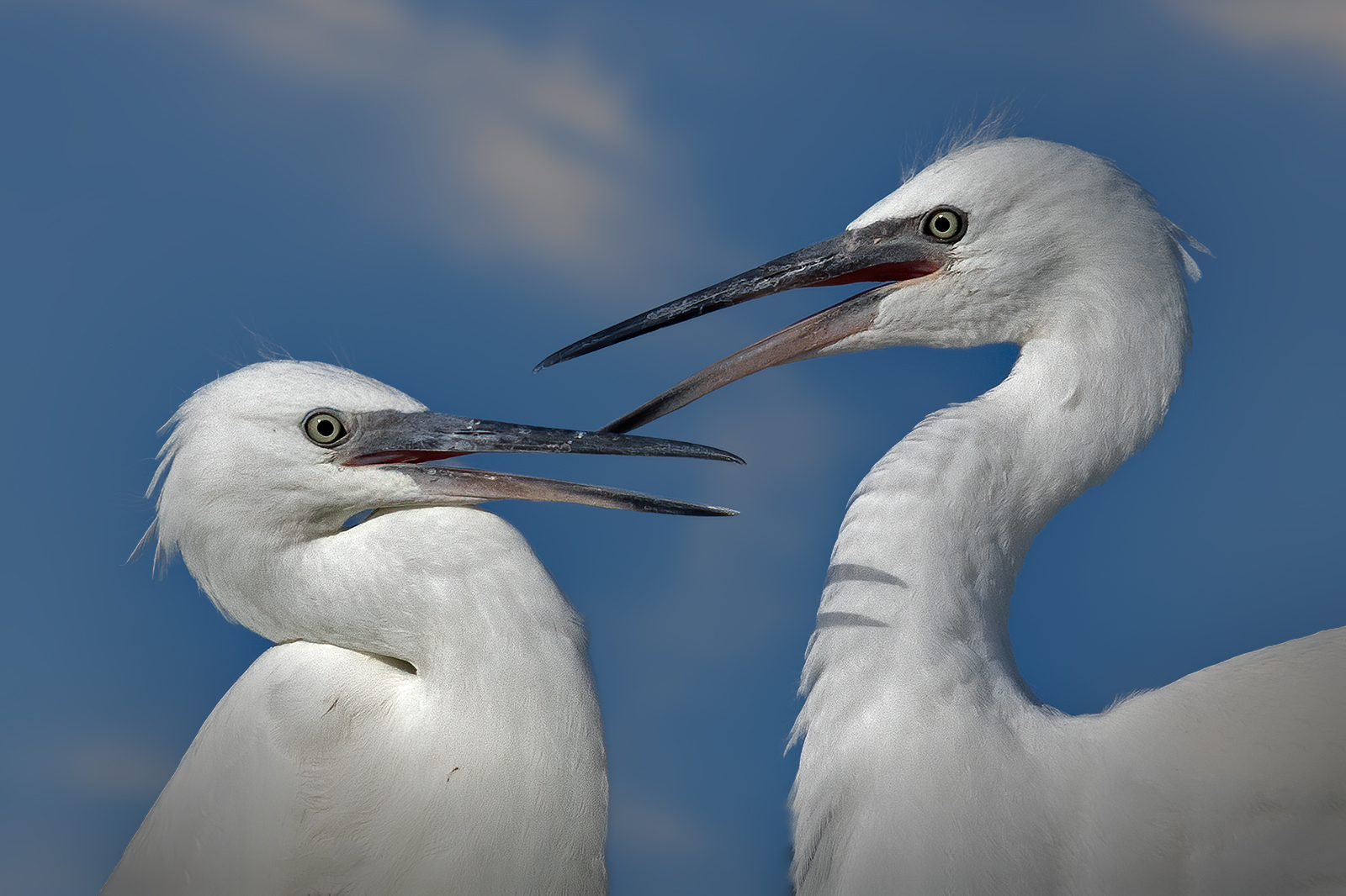 Squabble between young Egrets...