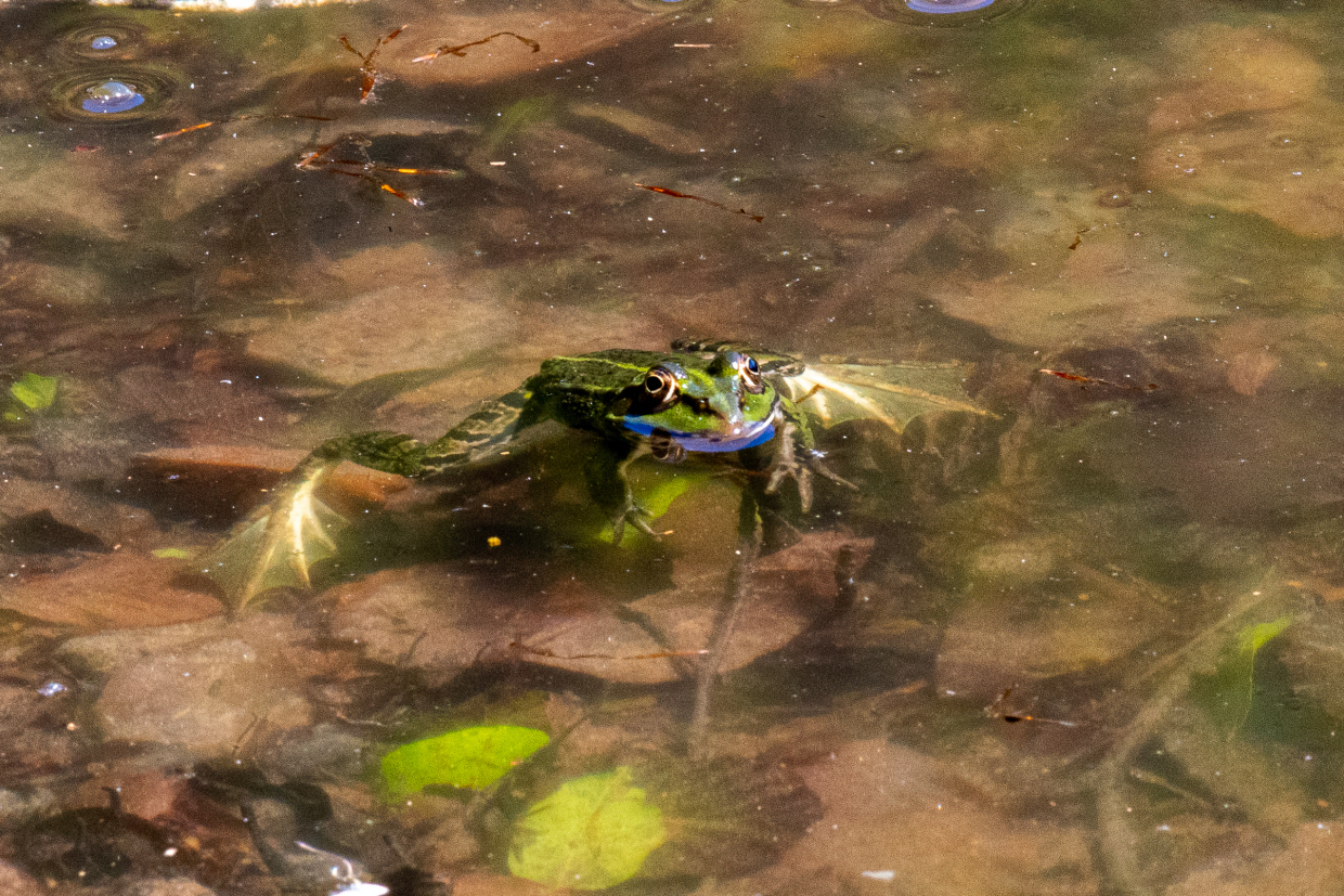 Frog - Lake Pranda...