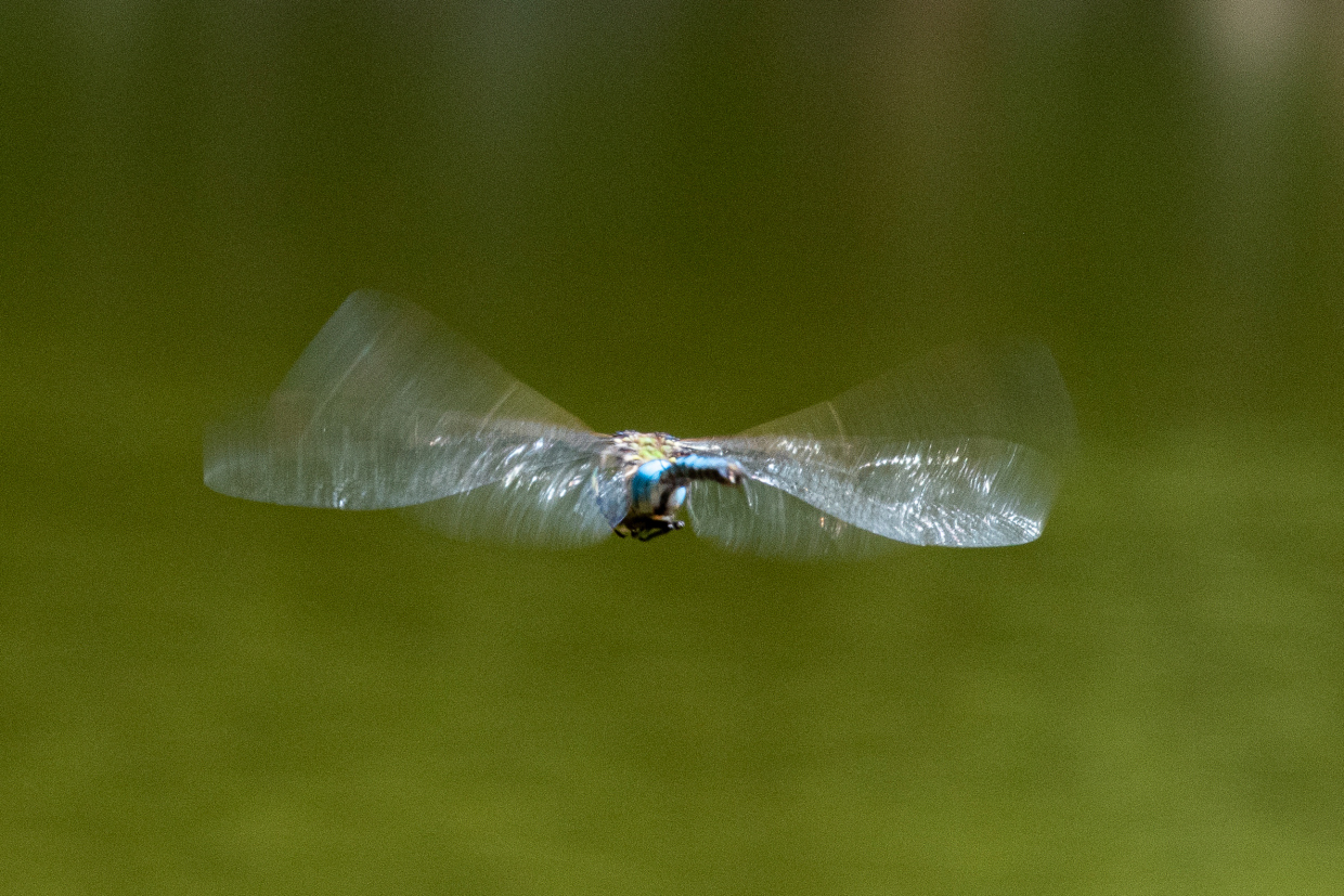 Flight- Dragonfly...