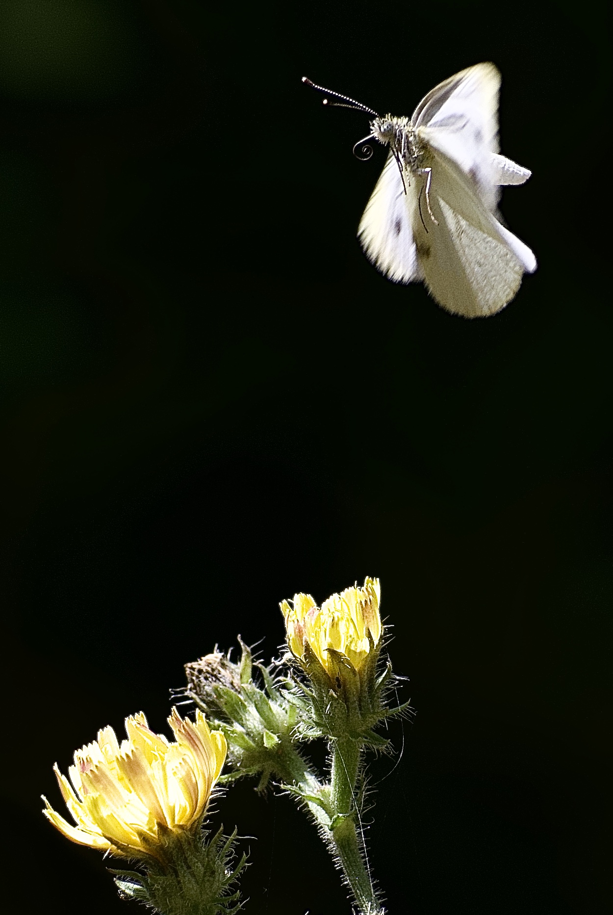 Butterfly landing ...