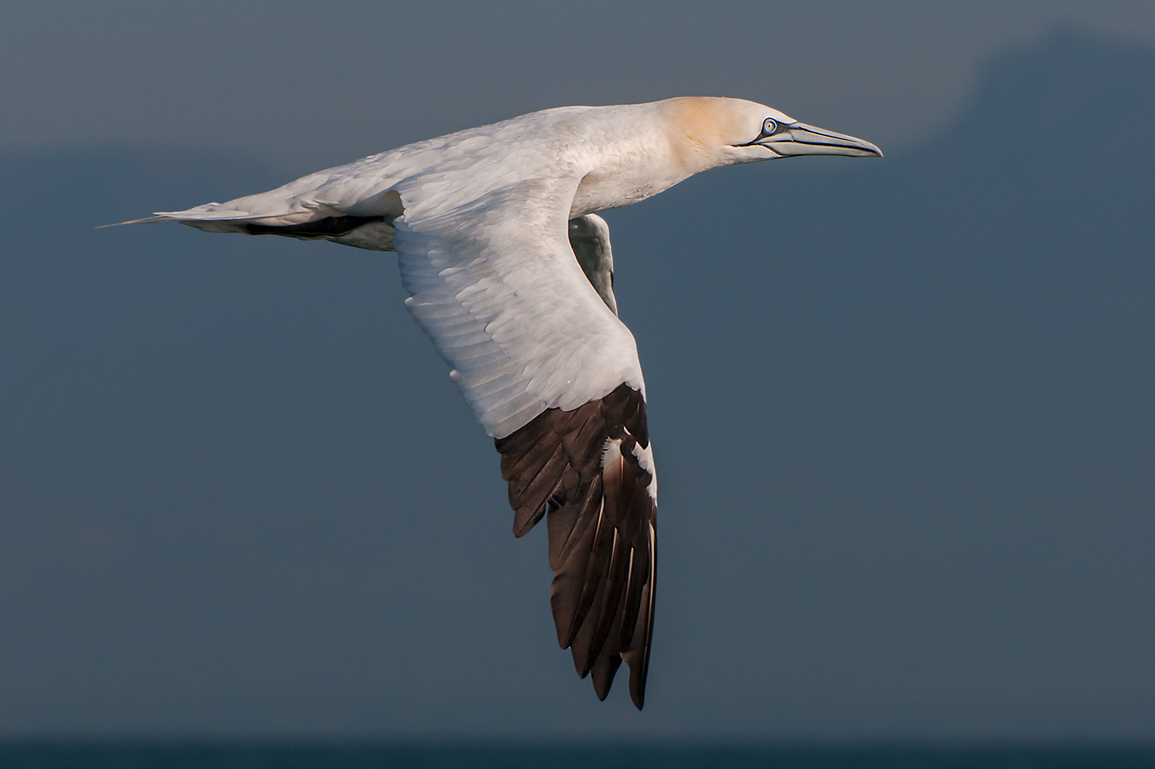 Northern gannet...