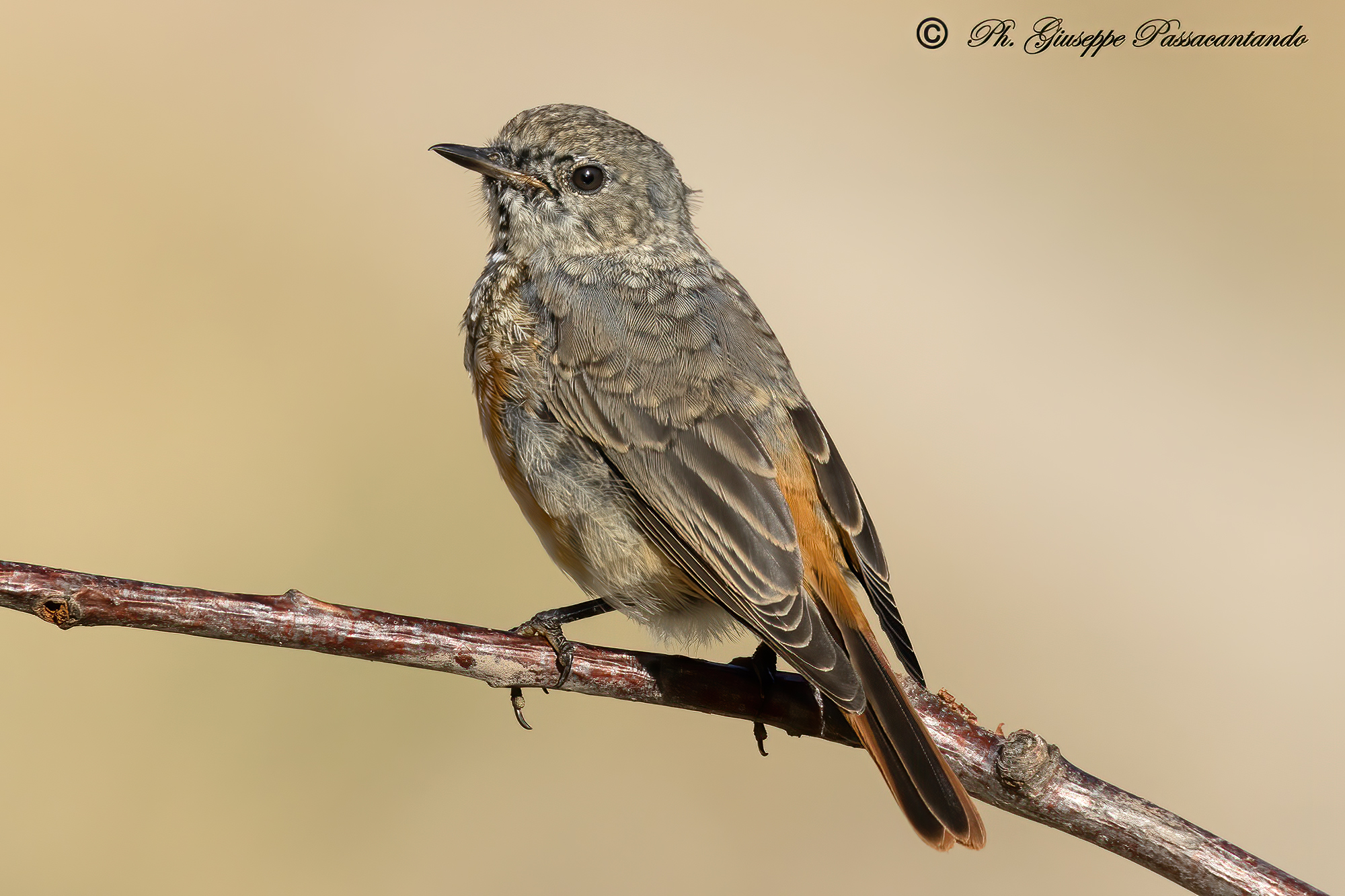 Young common redstart...