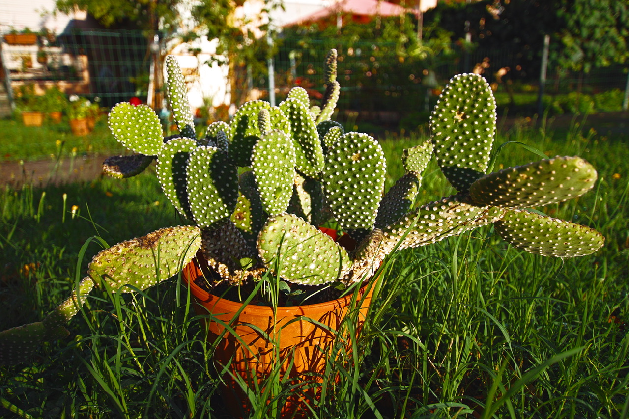 Cactus...