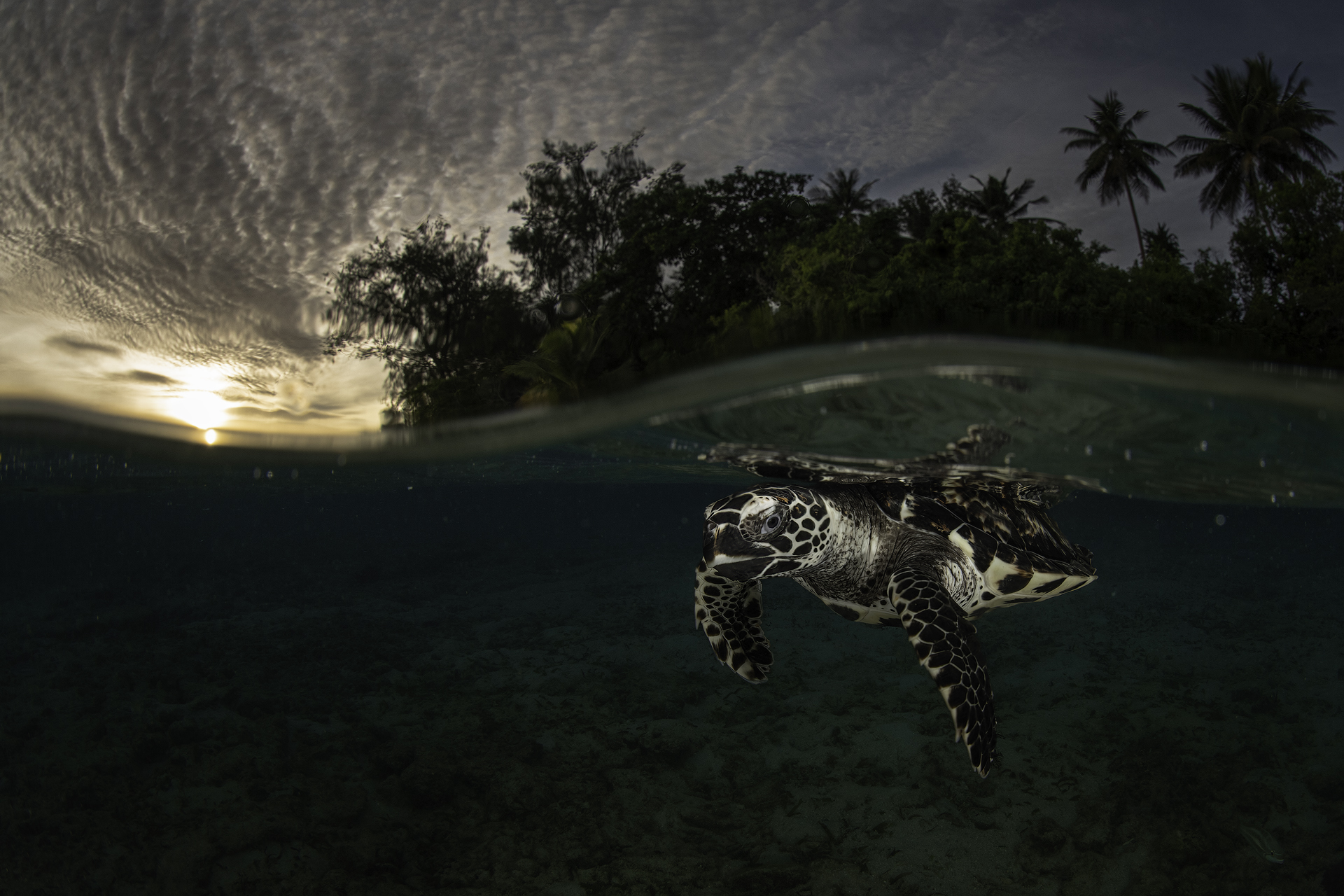 Turtle at dawn...