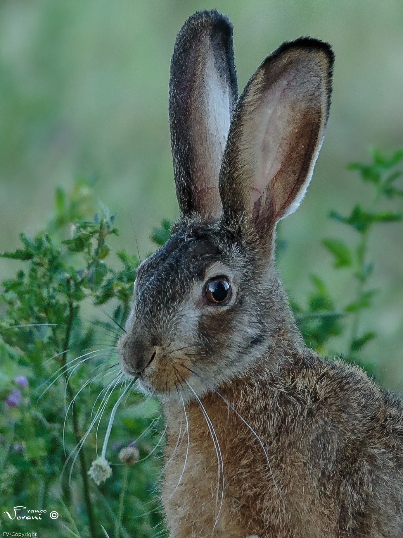 A cute Hare...