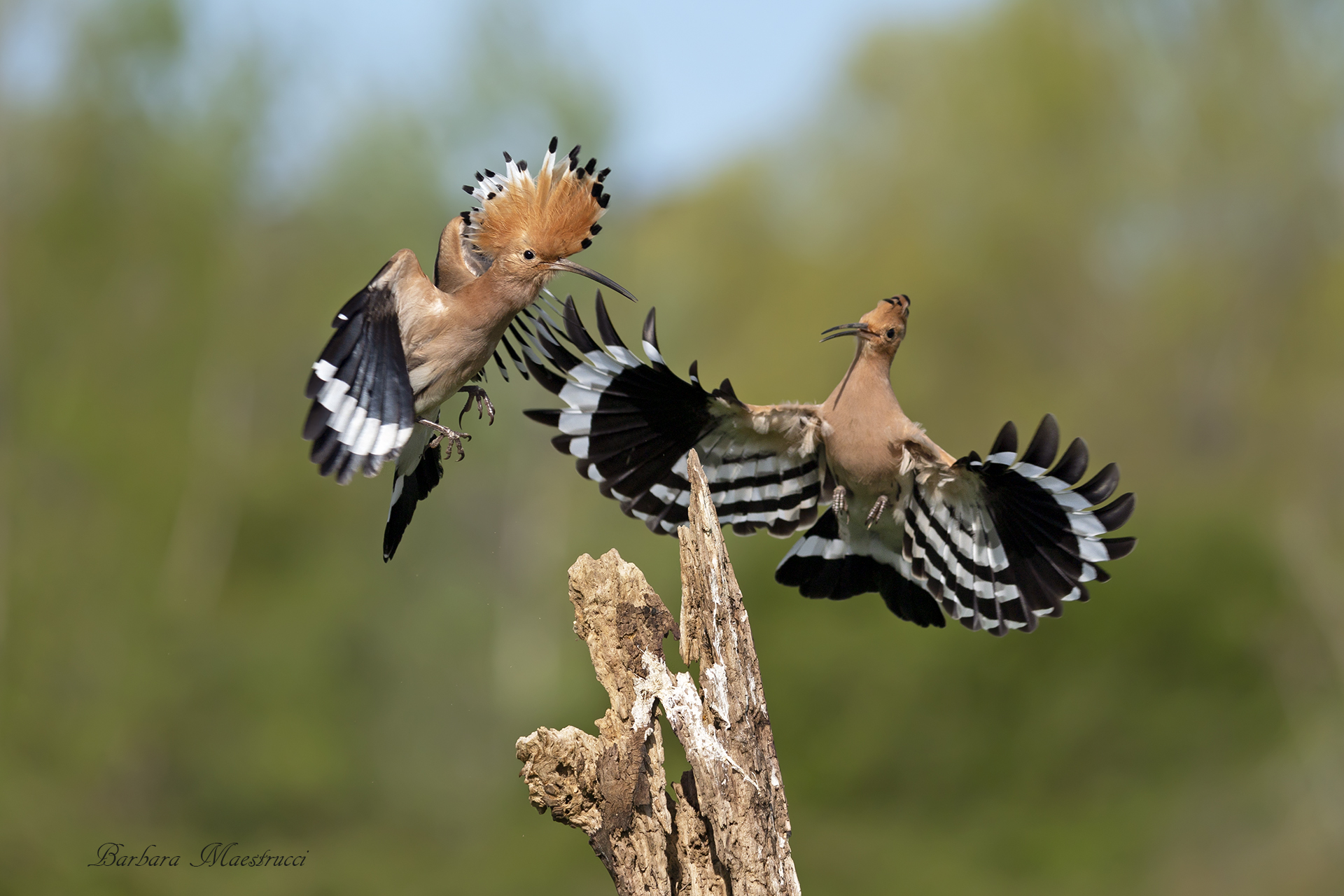 Hoopoe on the move......