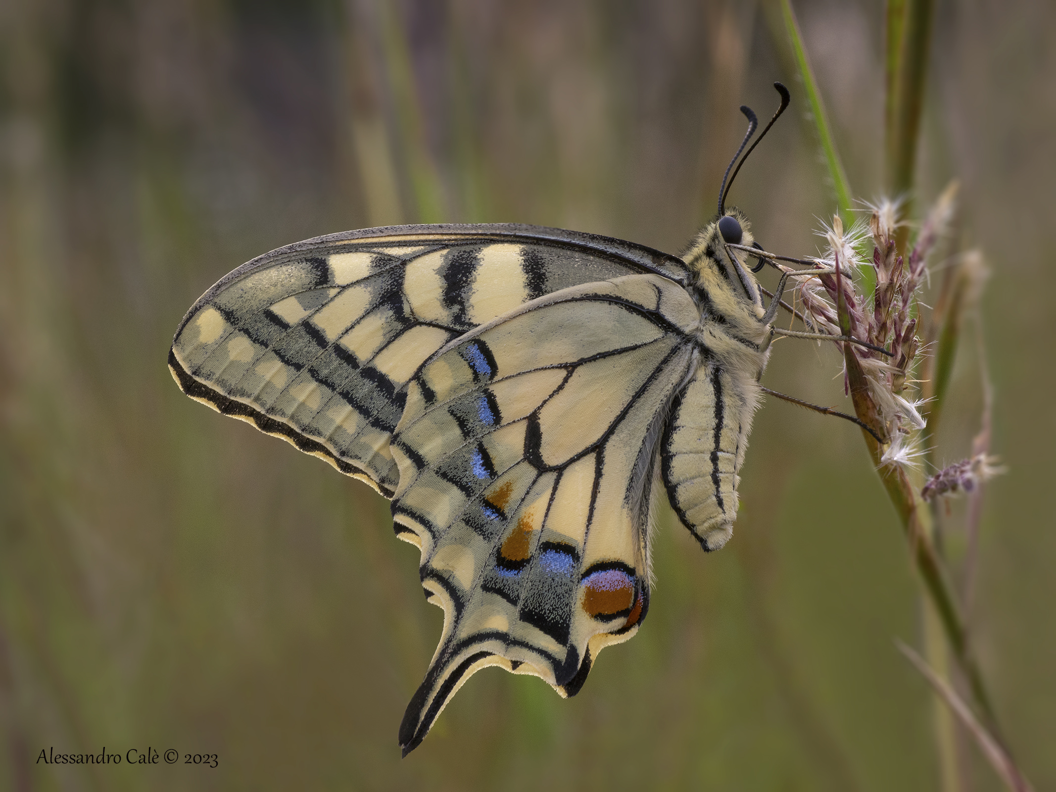 Papilio machaon (Macaone) 8652...