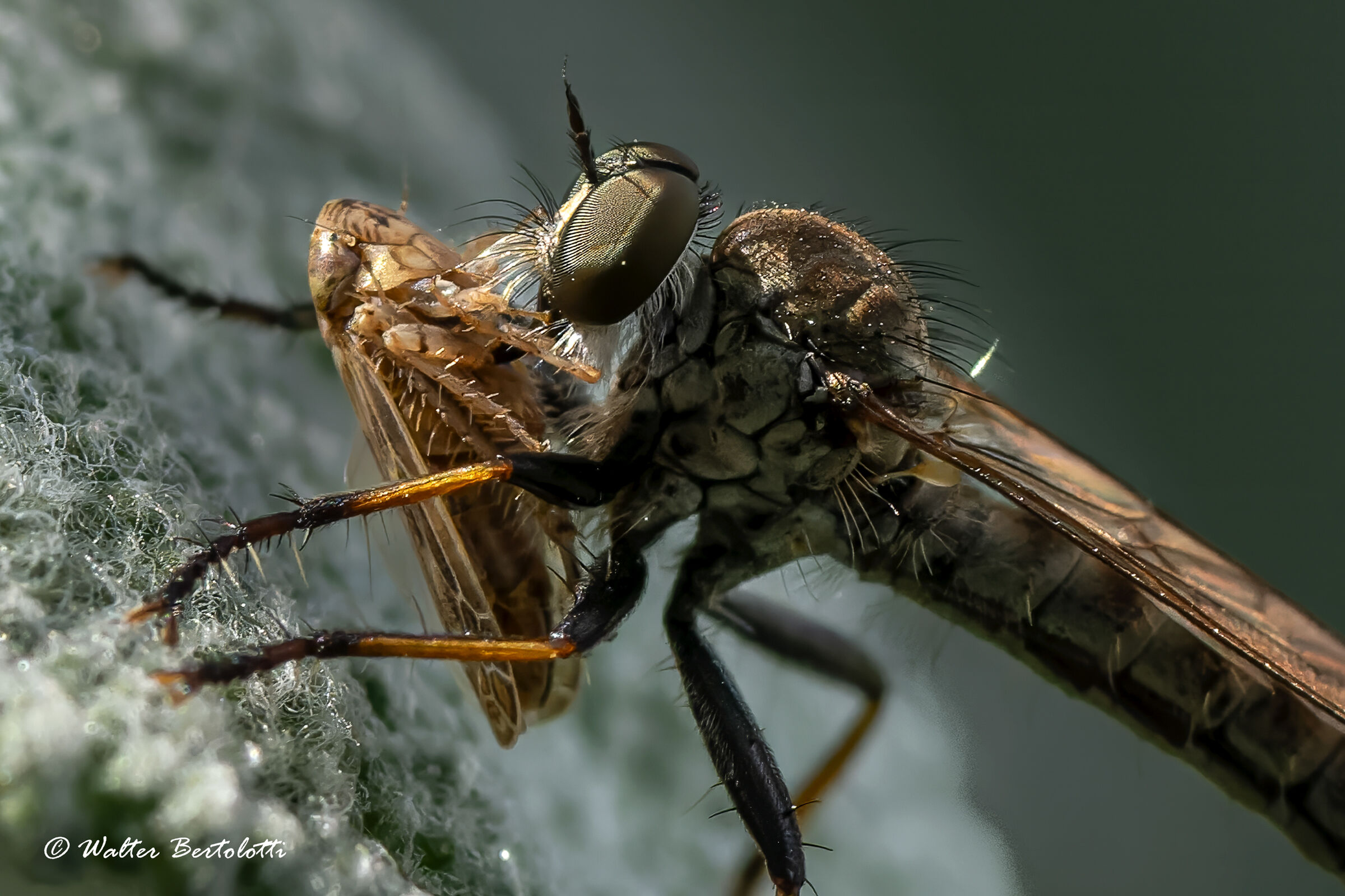Diptera with prey...
