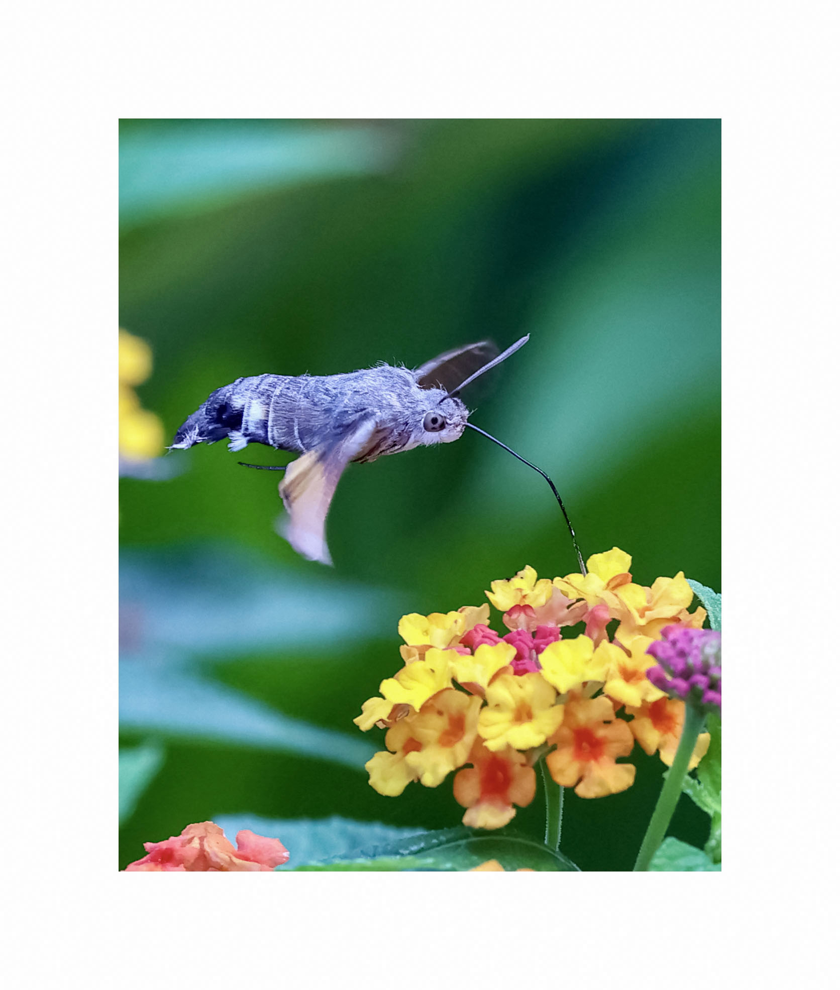 Sfinge colibrì...