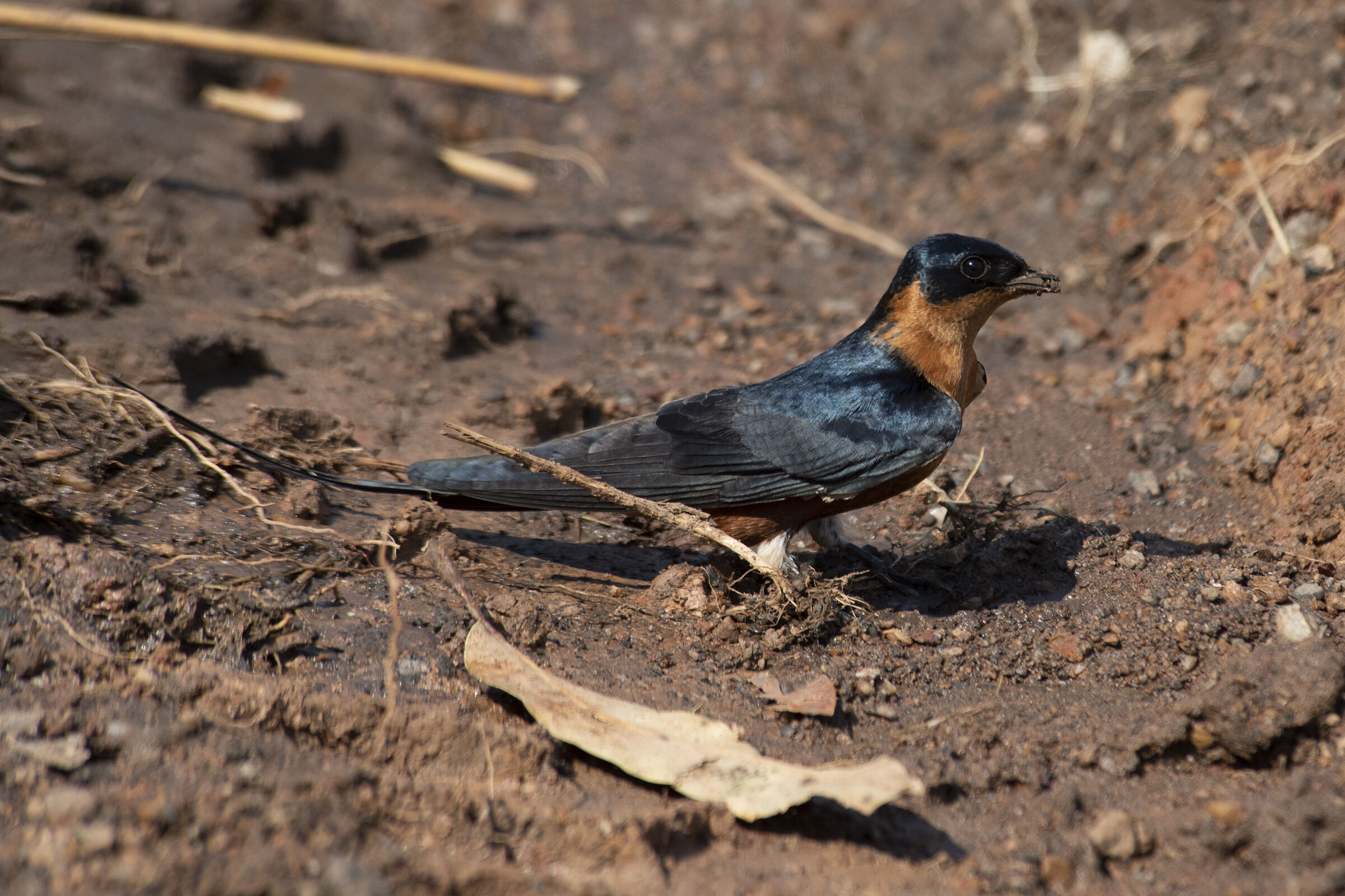 Red-breasted swallow - Luapula River -Zambia - Chembe...
