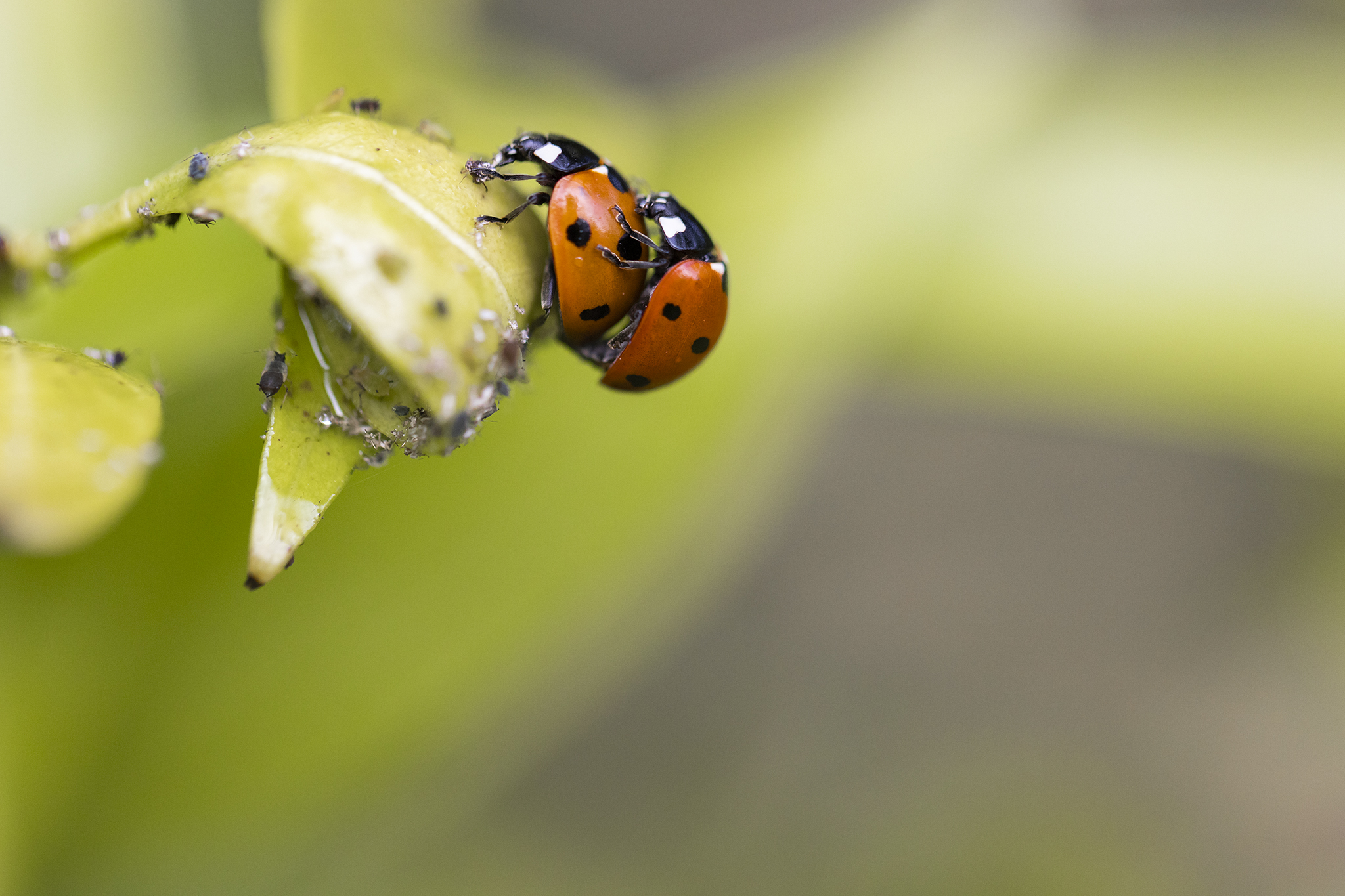 Love at the time of ladybugs...
