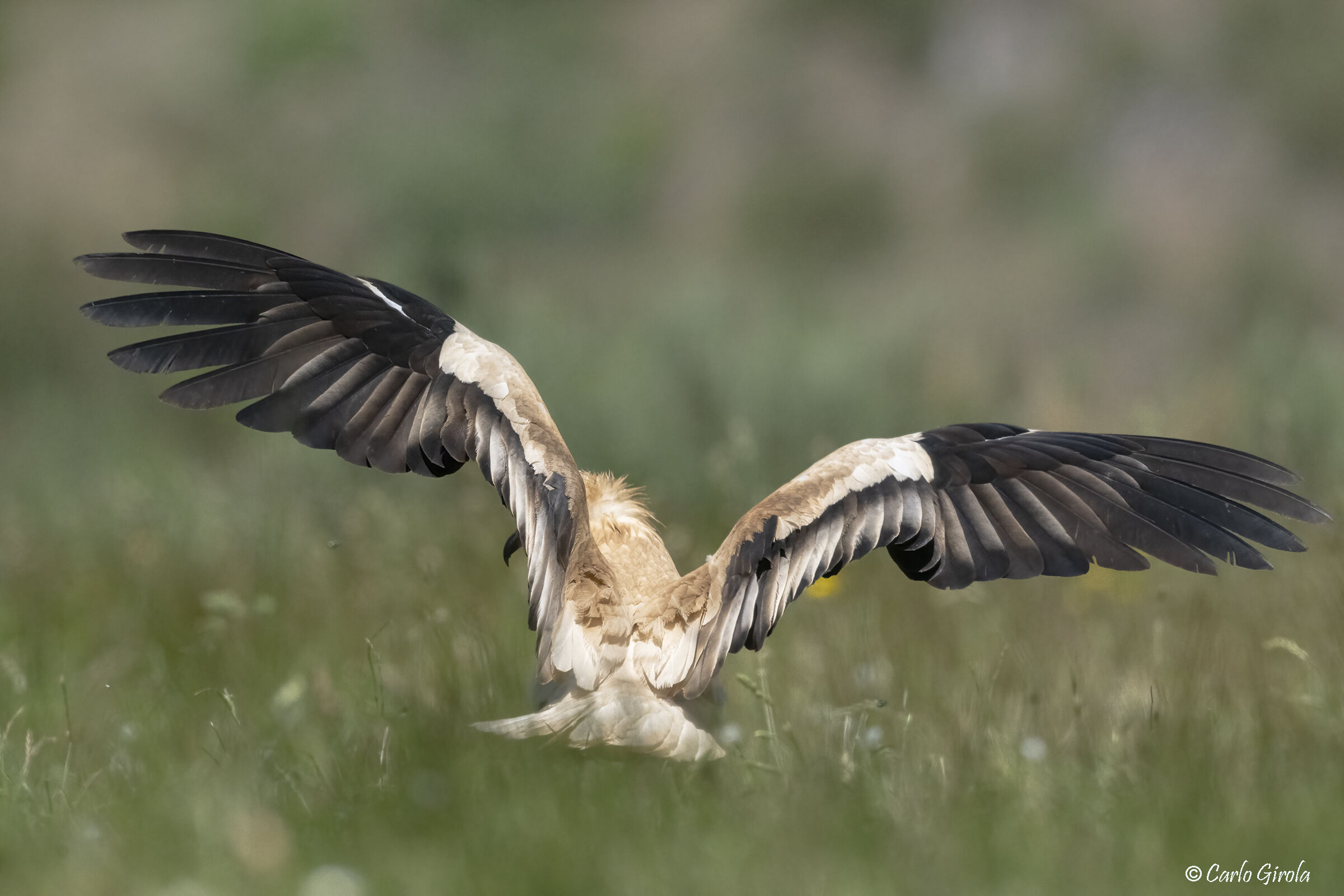 Egyptian vulture's wings (Neophron percnopterus)...