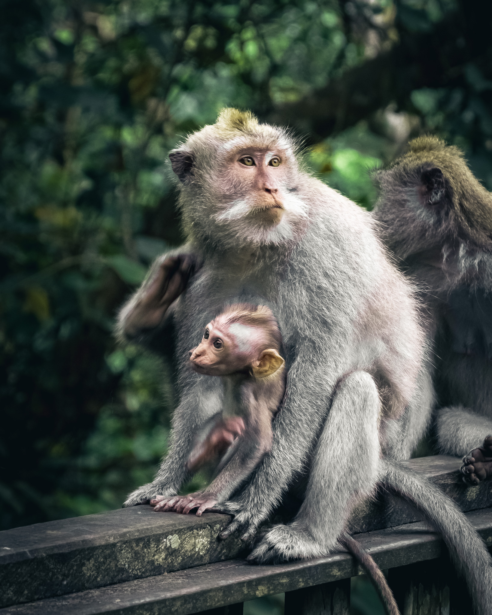 Scimmie nella foresta sacra di Ubud...
