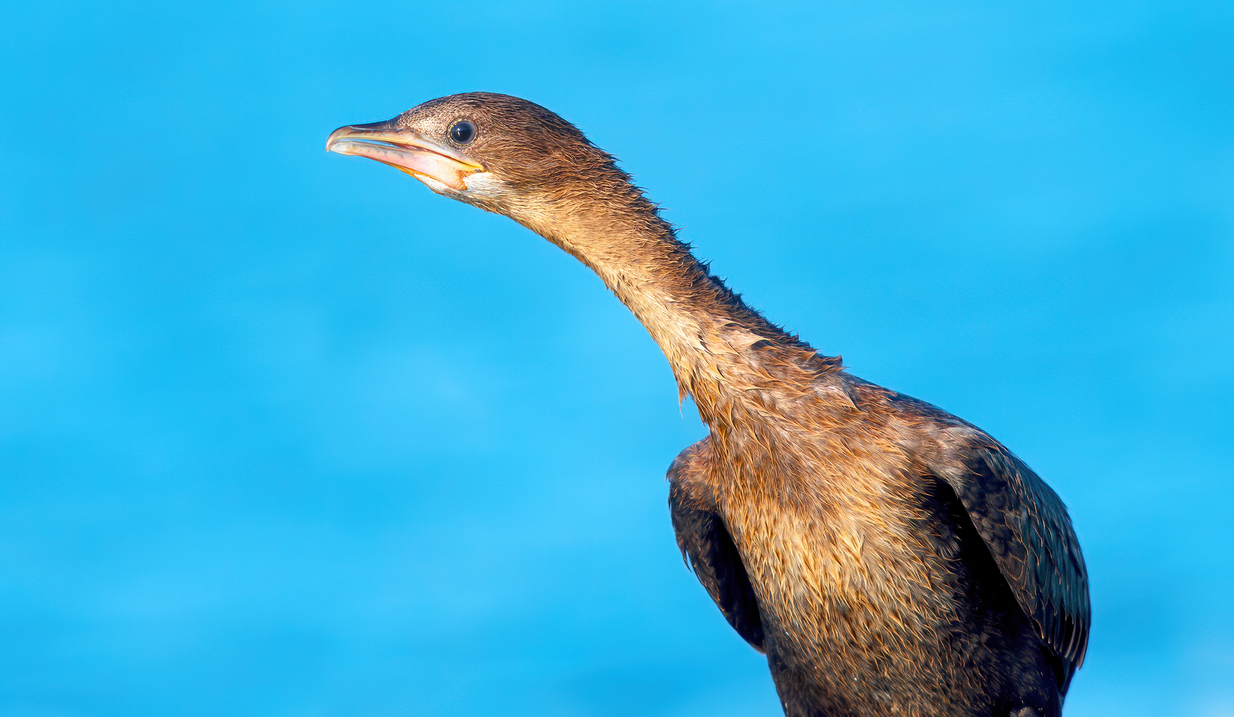 Pygmy cormorant...