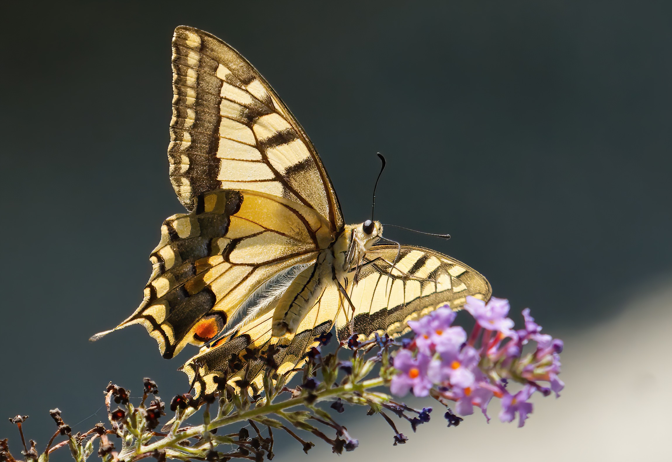 The charm of the swallowtail...