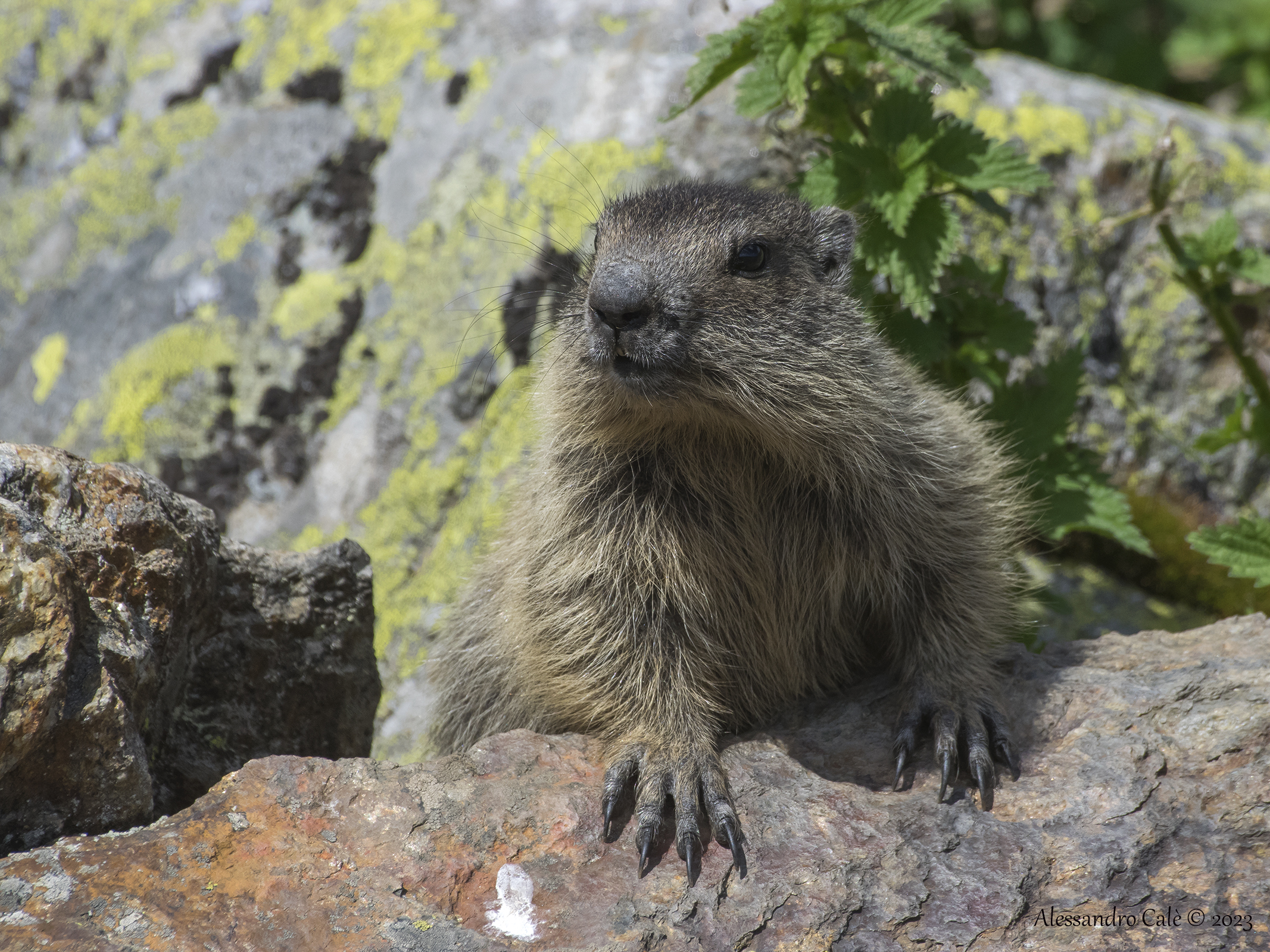 Marmota marmota (Marmot) 9048...