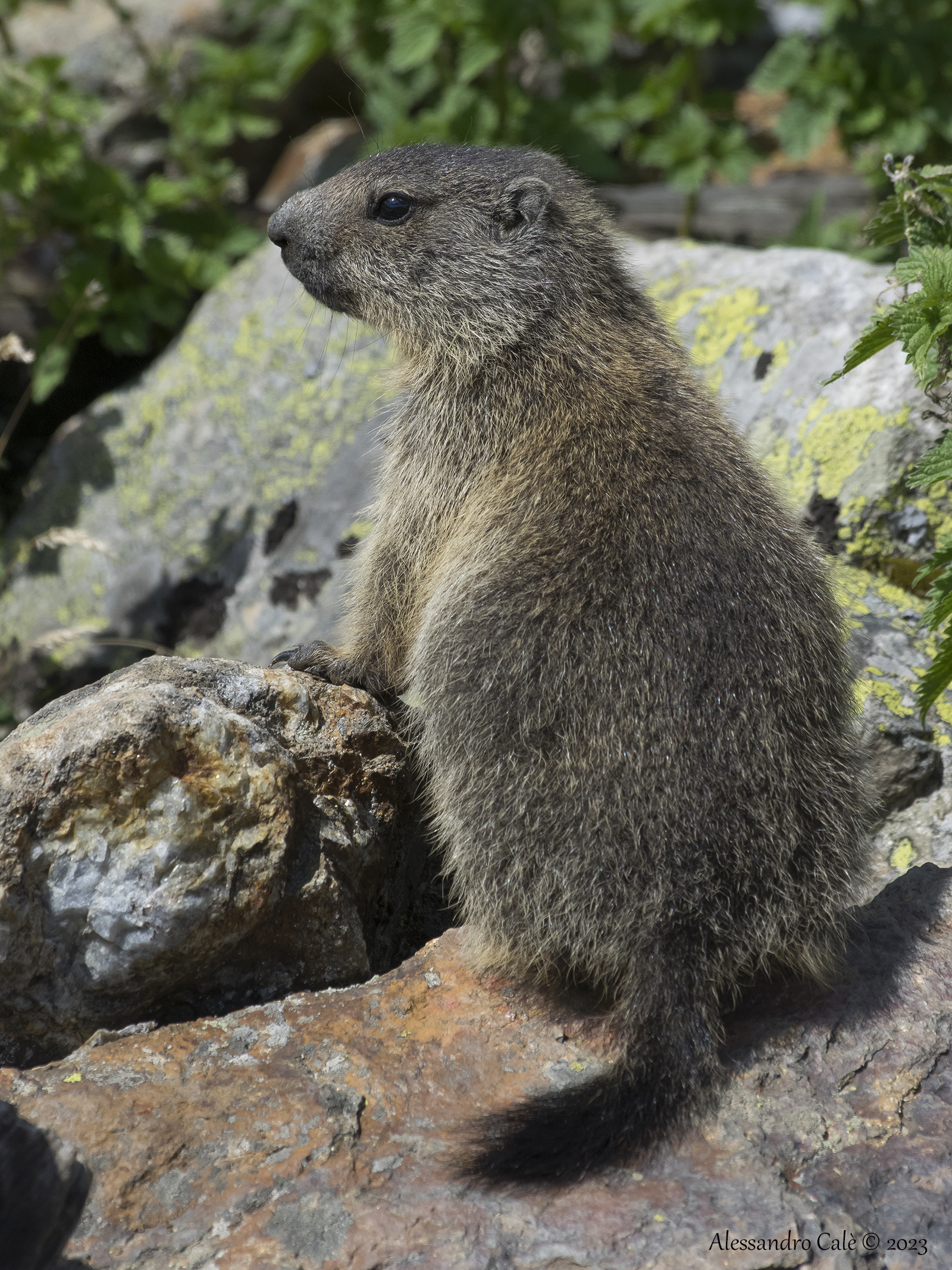 Marmota marmota (Marmotta) 9086...