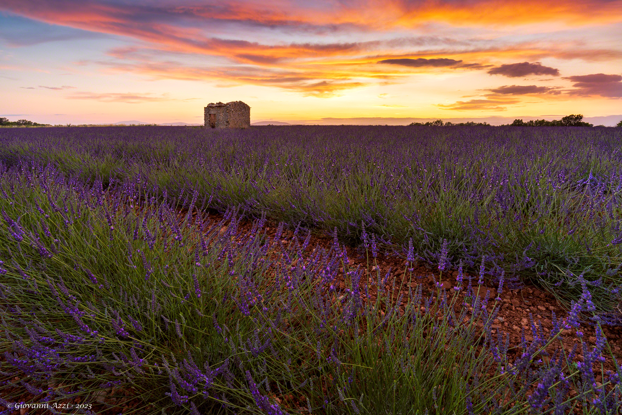 Sunset over the lavender field...