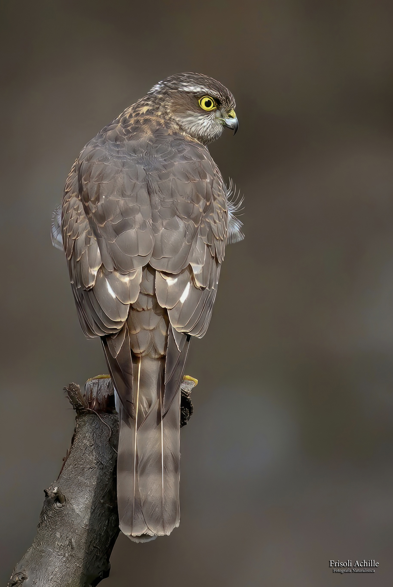 Sparrowhawk...