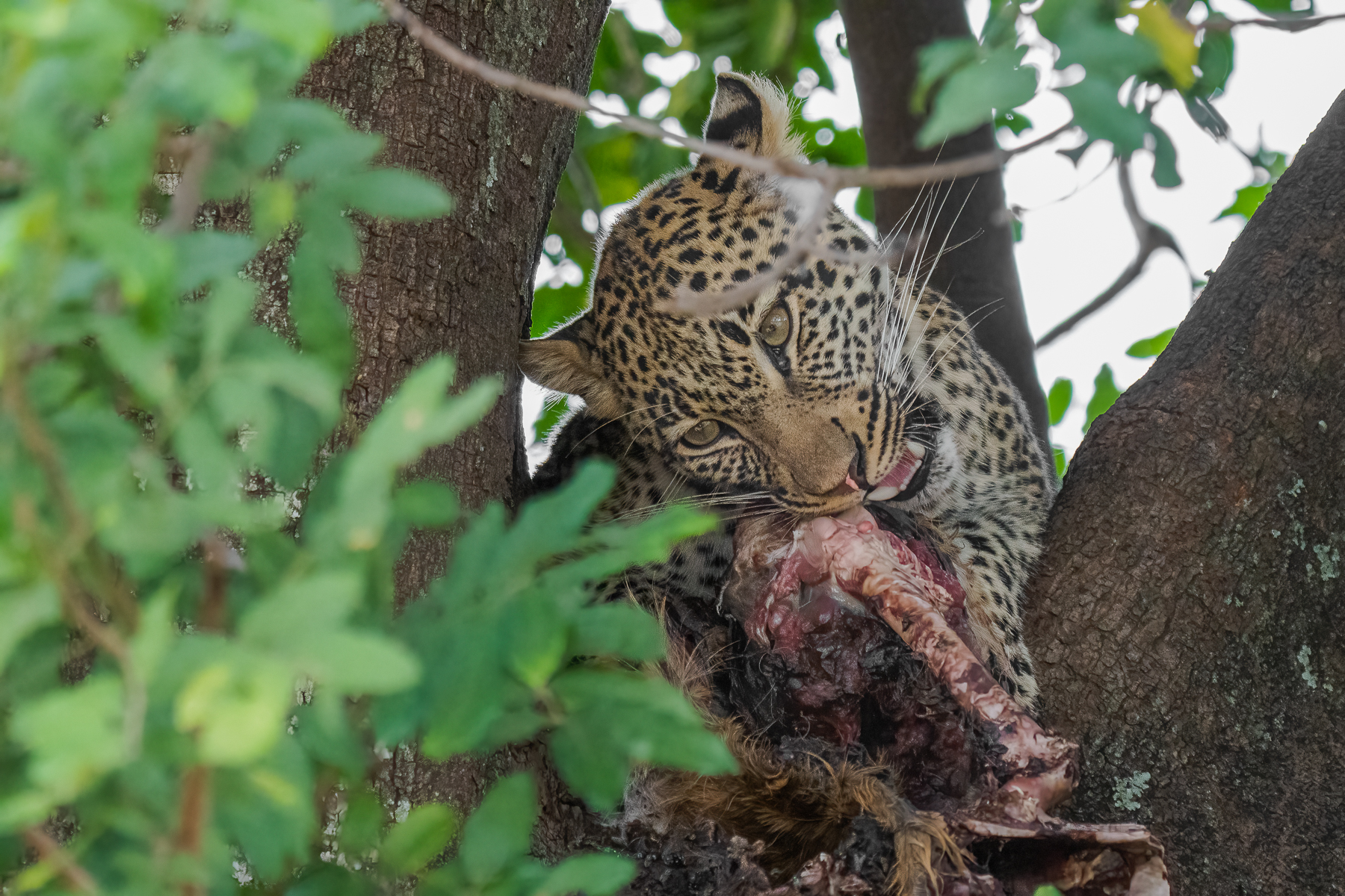 giovane leopardo con preda...