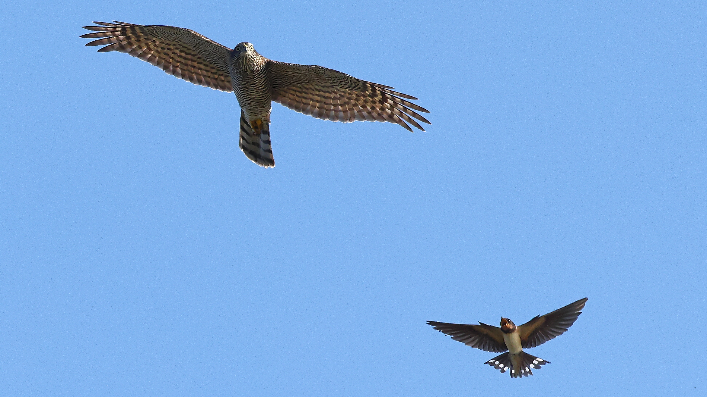 Sparrowhawk vs swallow...