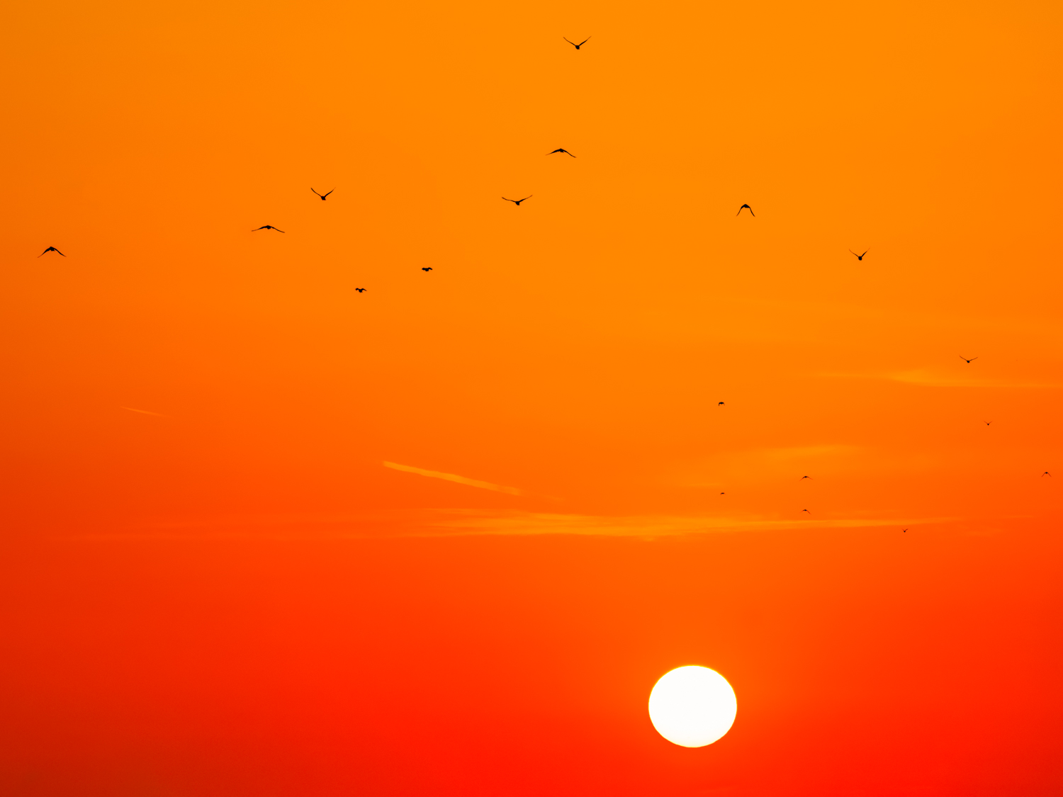 birds at dawn...