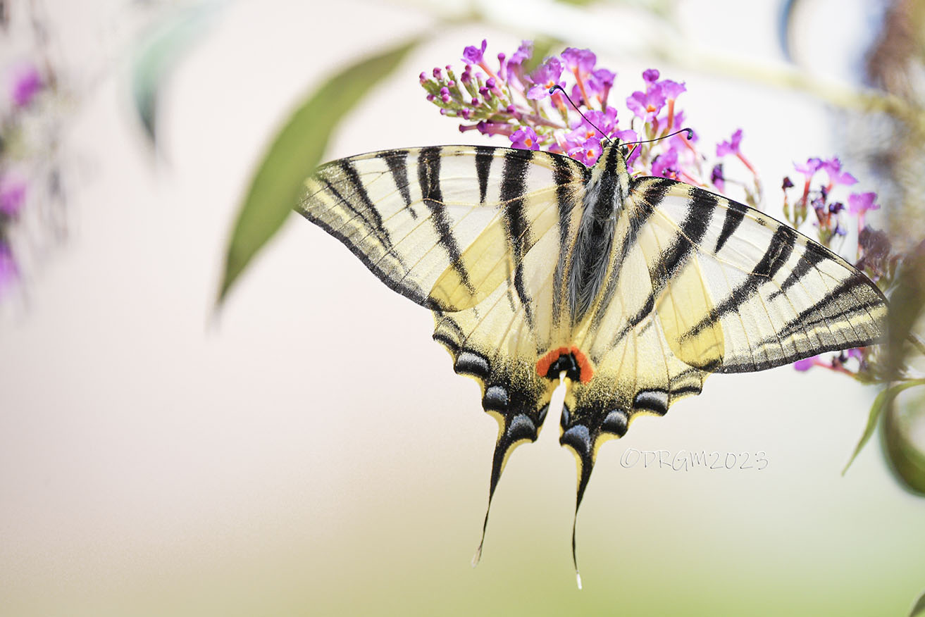 Papilionidae...