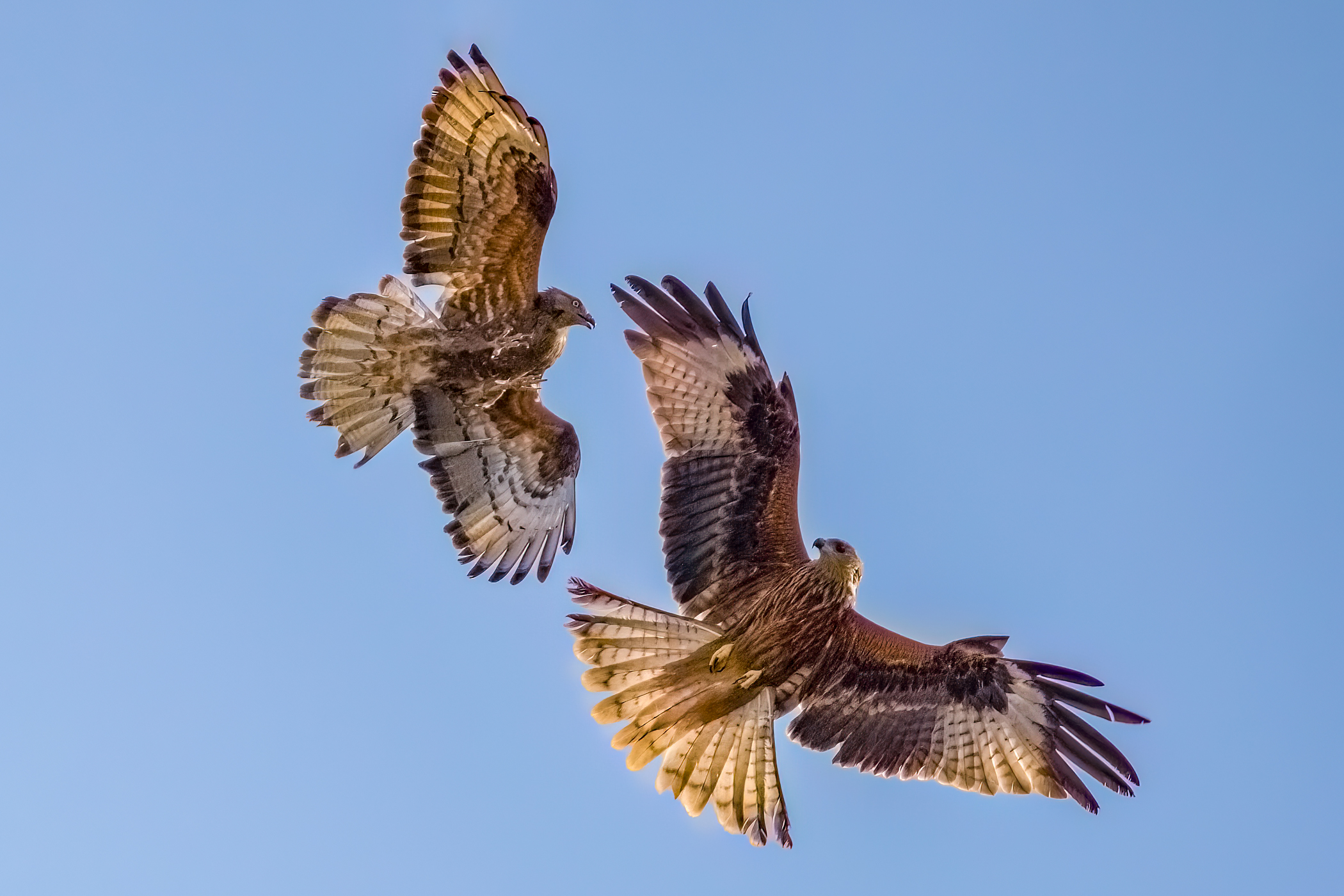 Honey buzzard vs Red kite...
