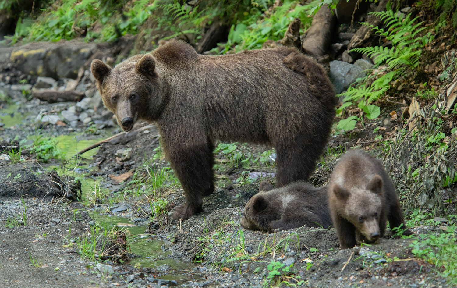 Free bears Romanian Carpathians...