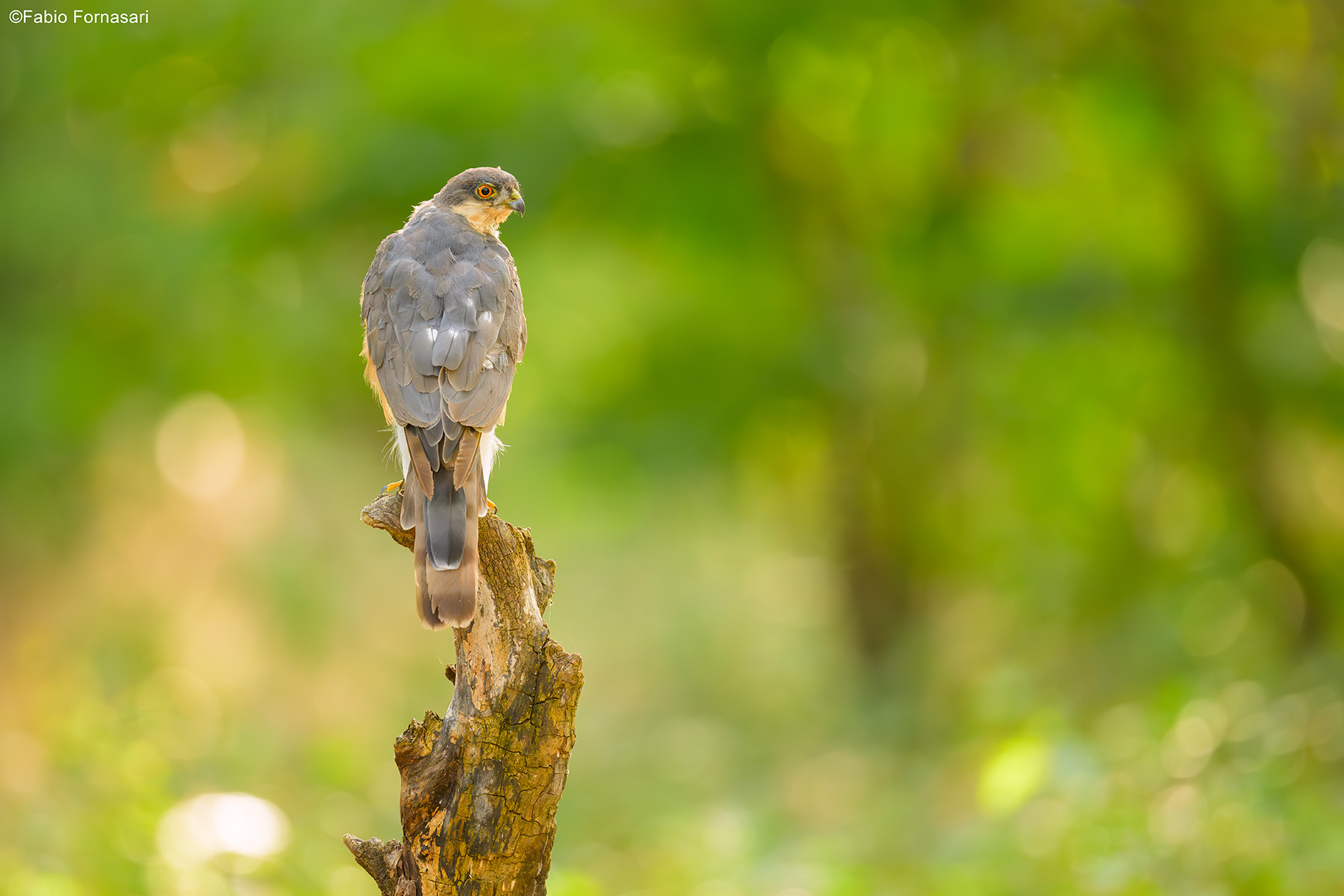 Sparrowhawk, adult male...