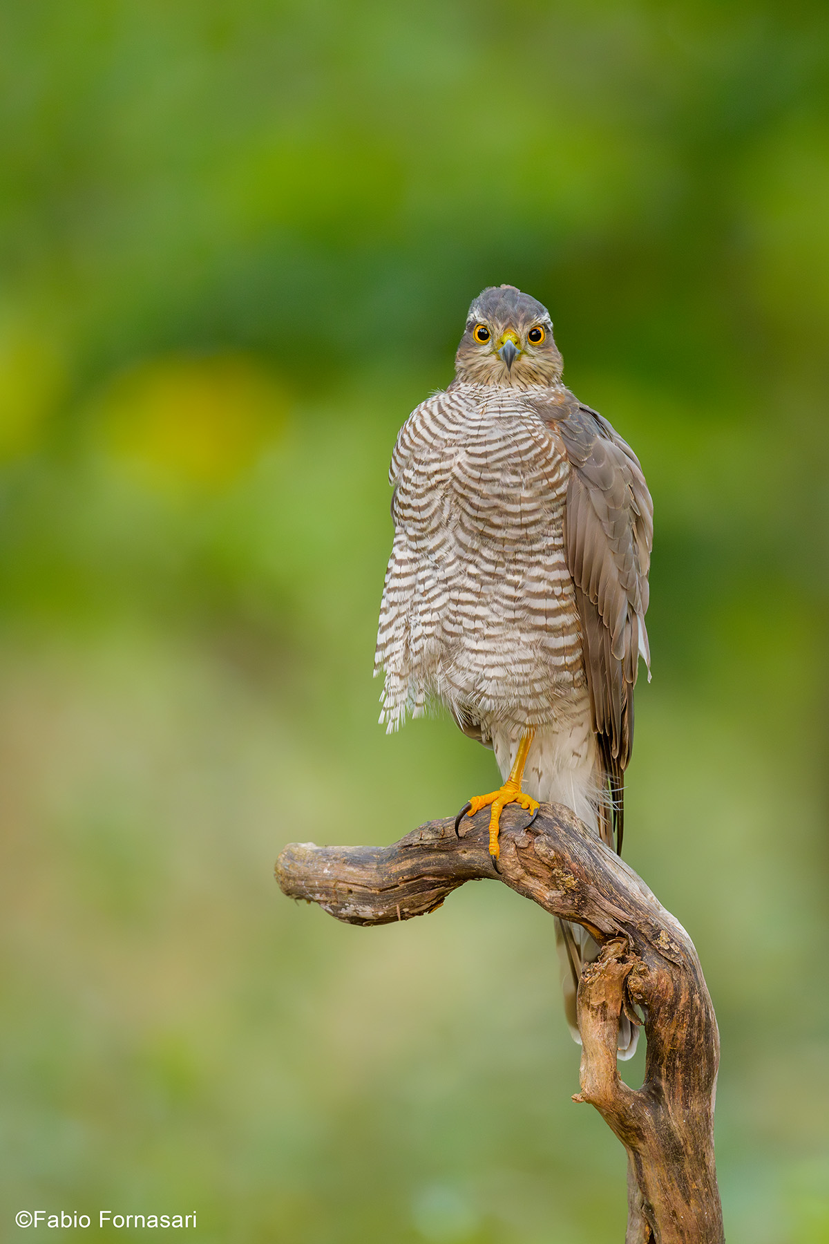 Sparrowhawk, adult female...