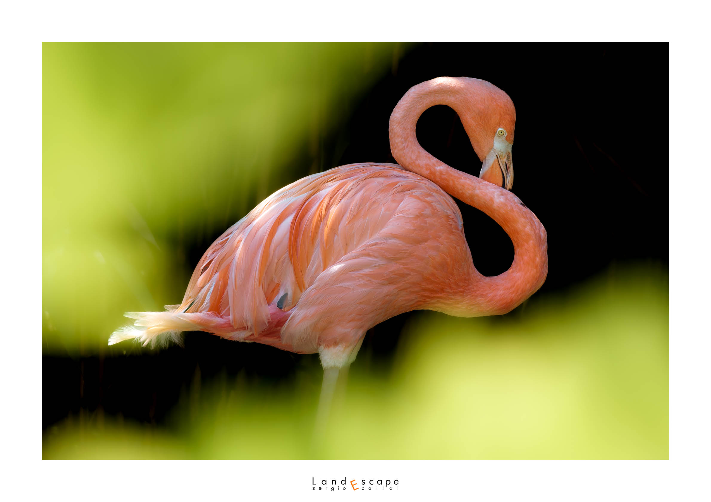 Flamingo...