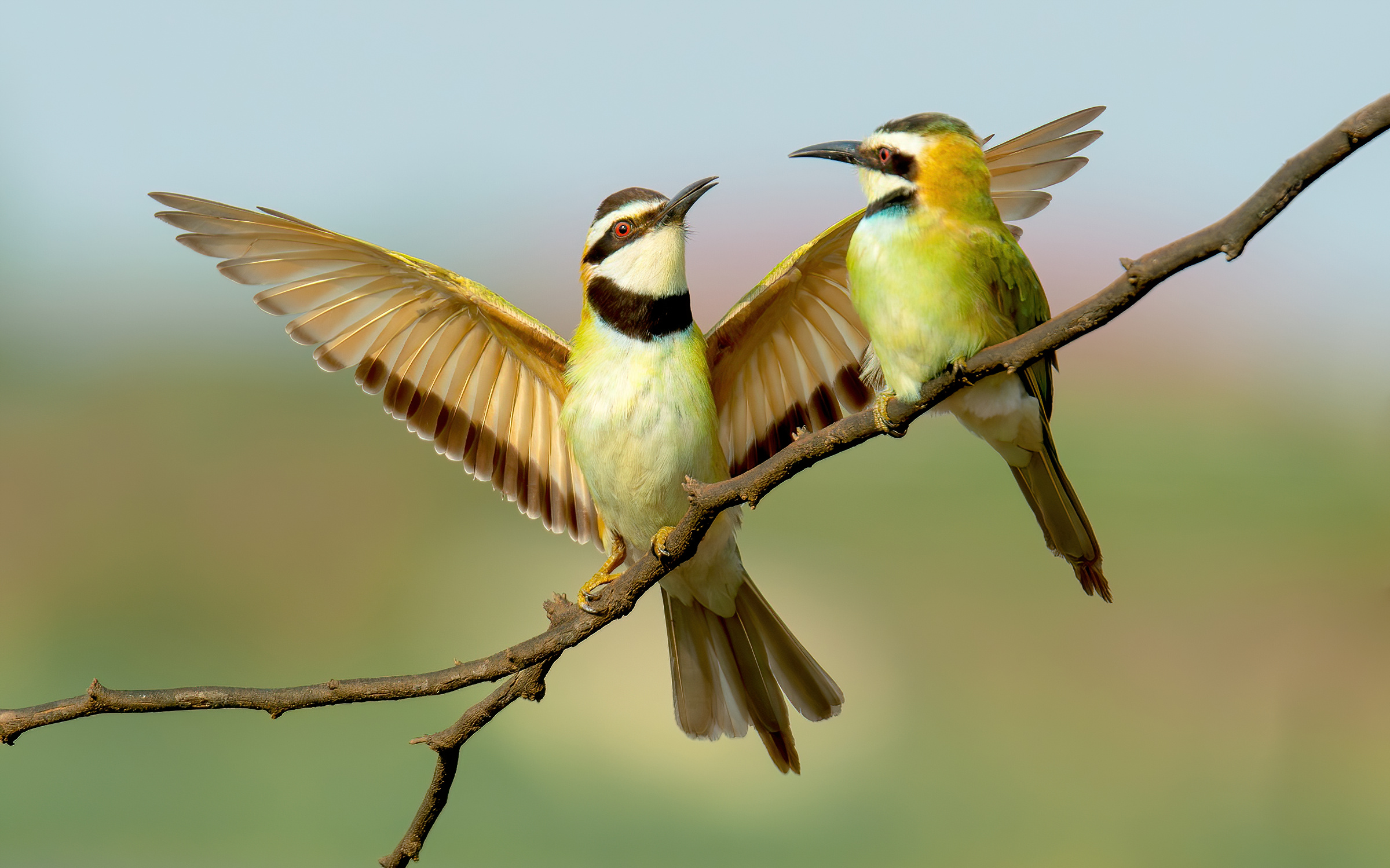 White-throated bee-eater...
