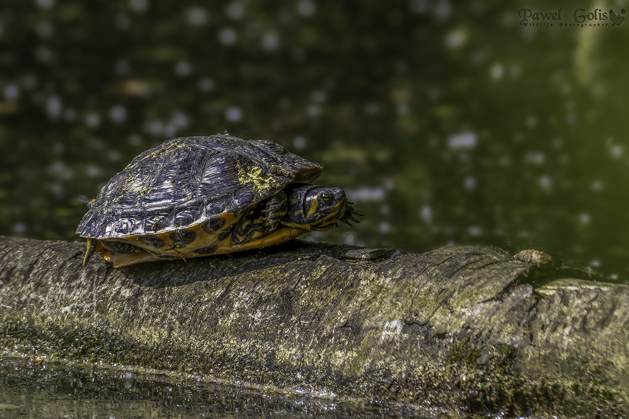 The river cooter (Pseudemys concinna)...