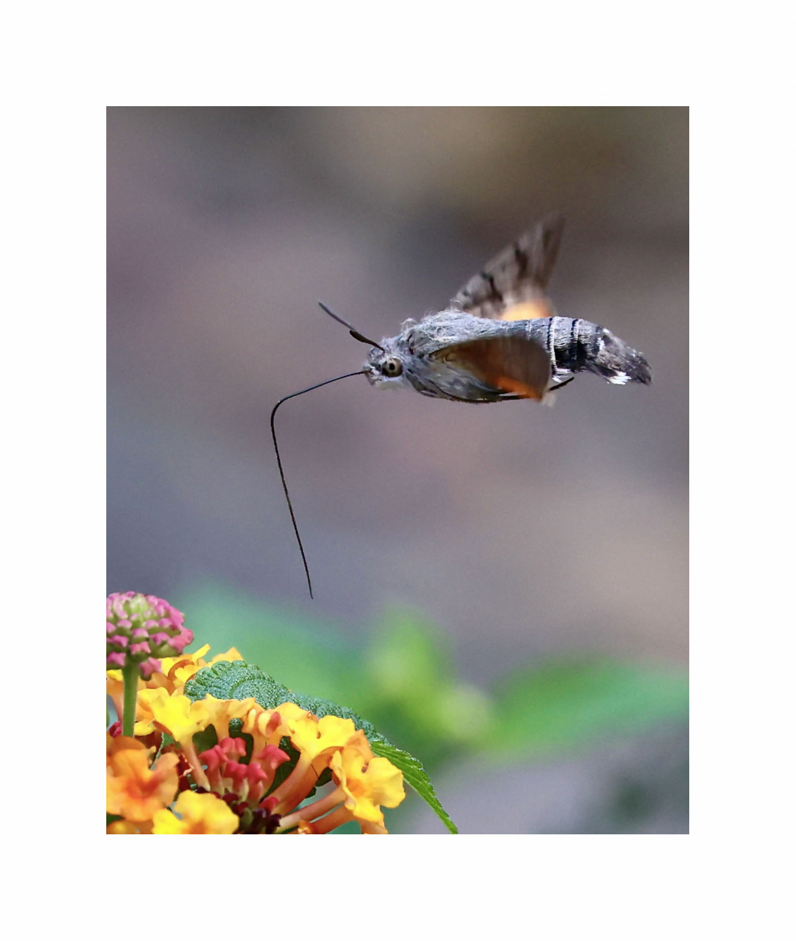 Sfinge colibrì...