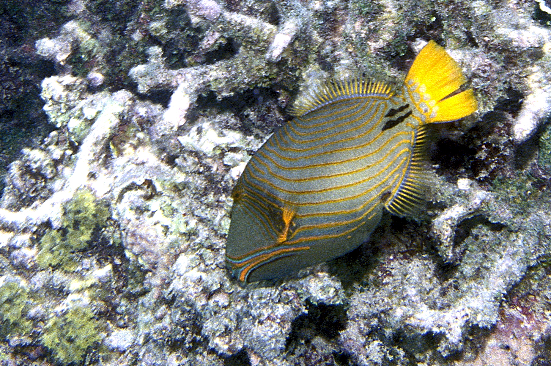 Maldive Balestra striato(Balistapus undulatus)...