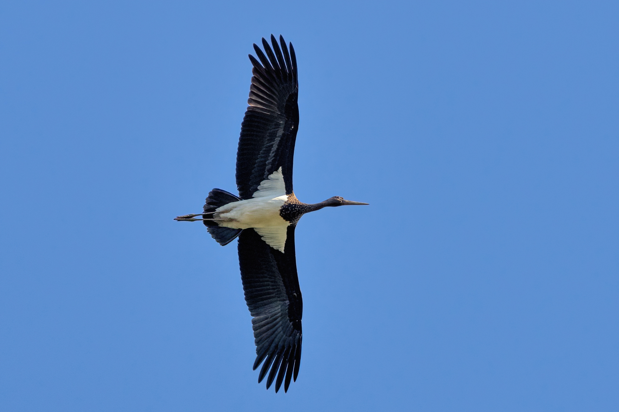 Black stork (Ciconia nigra)...