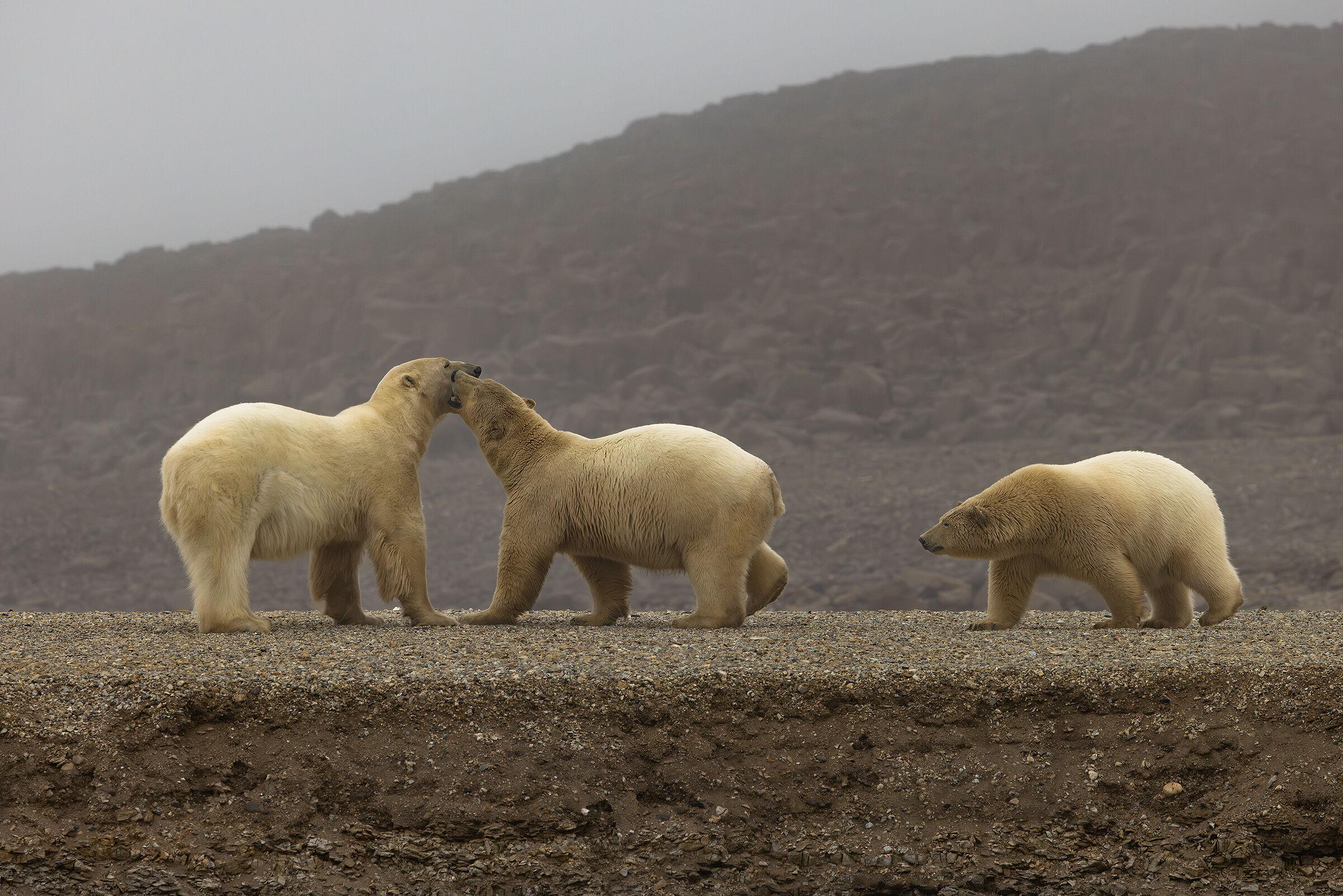 The family of polar bears...
