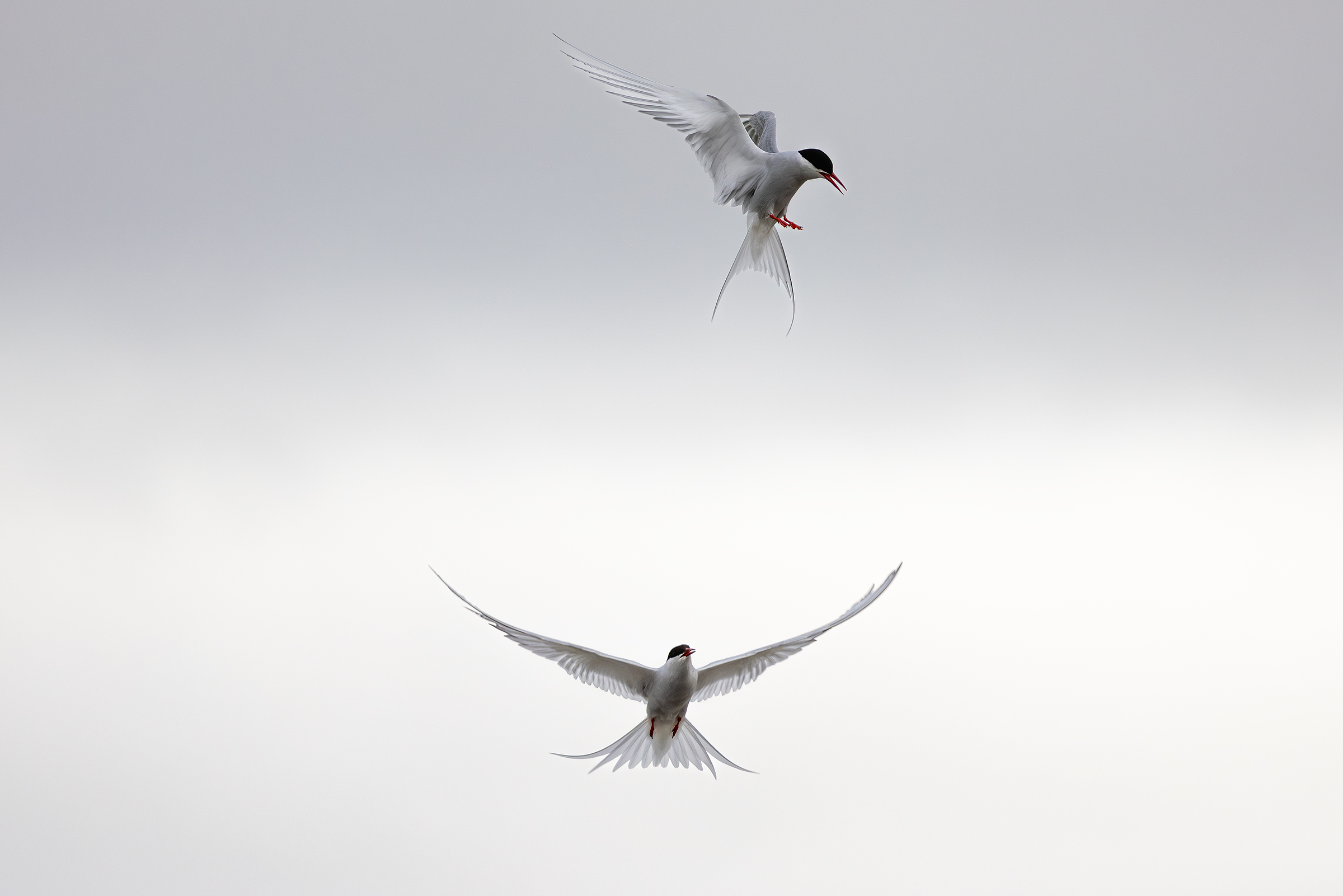 Arctic terns...