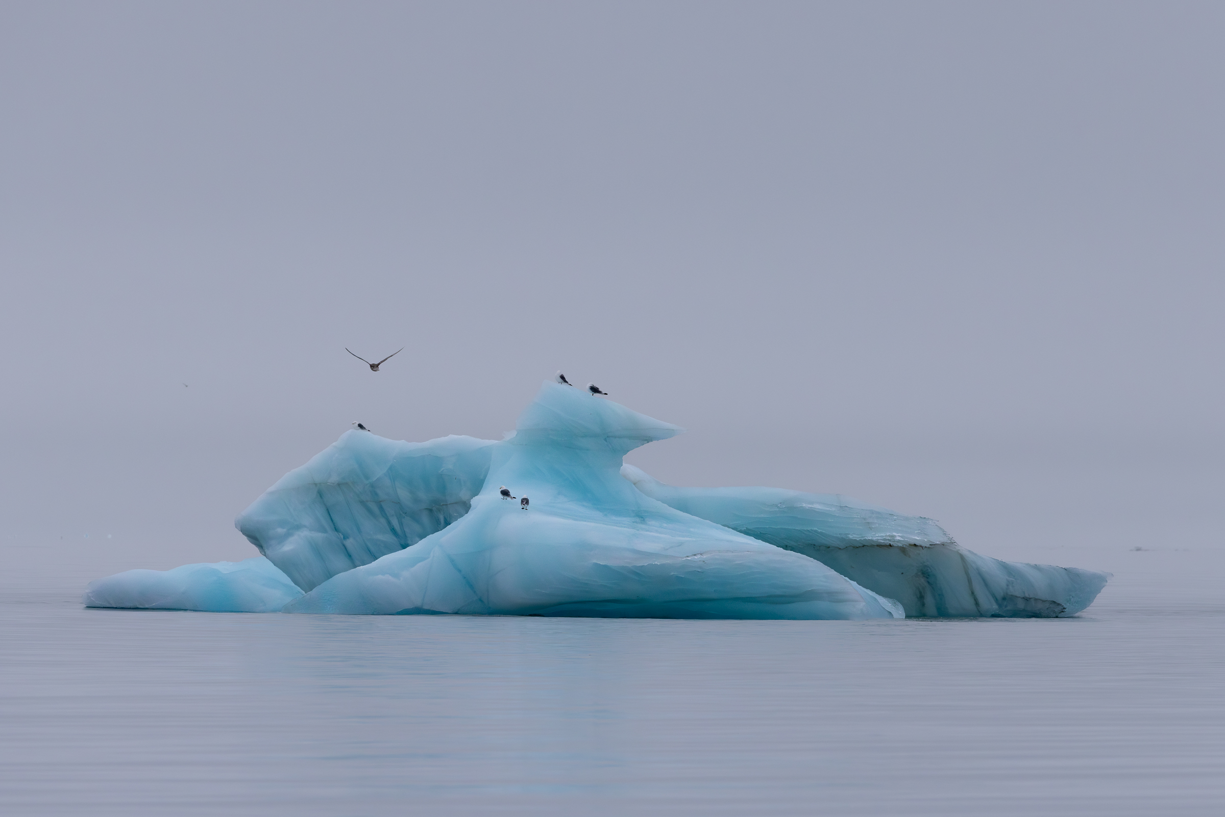 Dreams of icebergs...